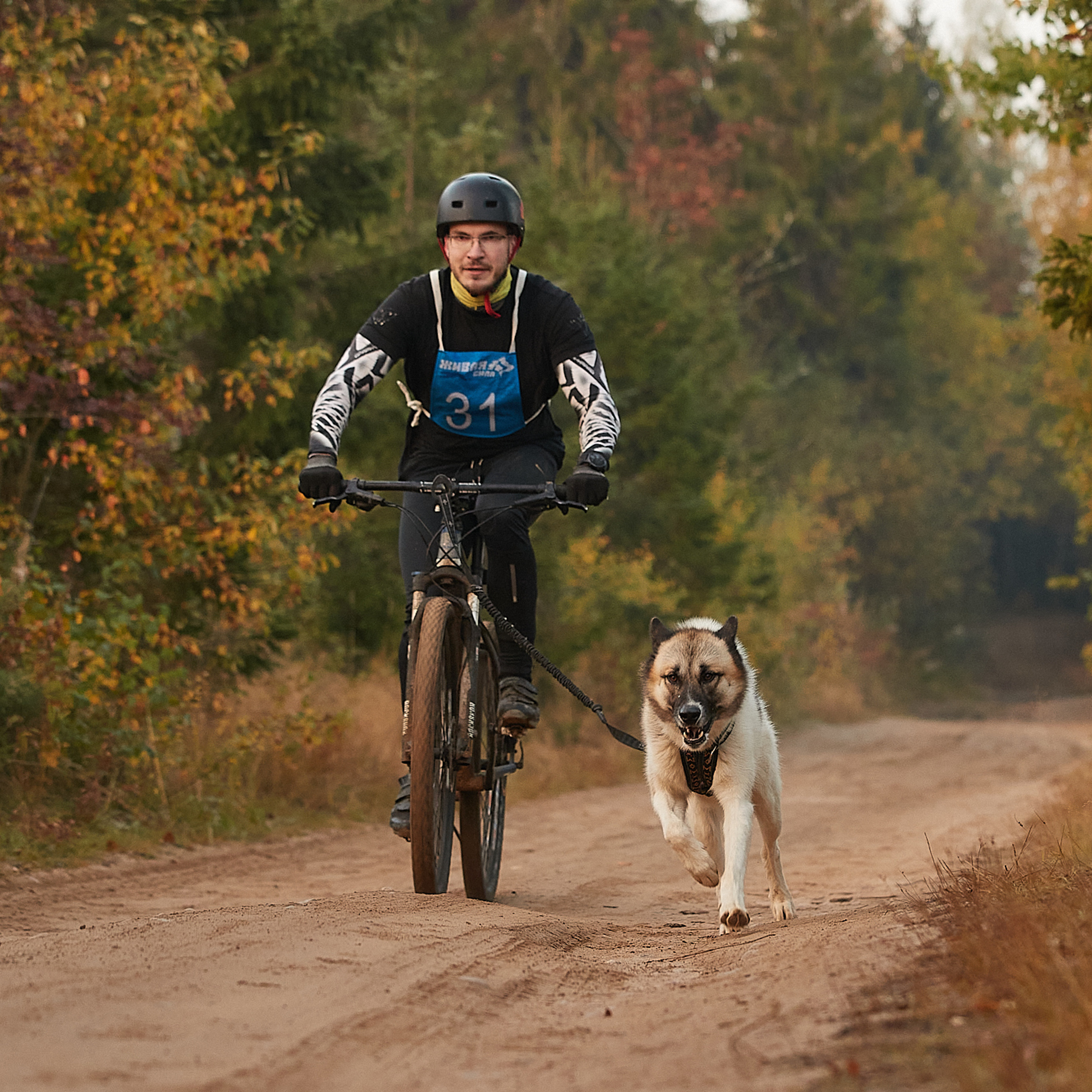 ЧЕМПИОНАТ РОССИИ РКФ 27 сентября 2020 г., 2й день. ФОТОГРАФ-АНИМАЛИСТ l LANA POLYAKOVA