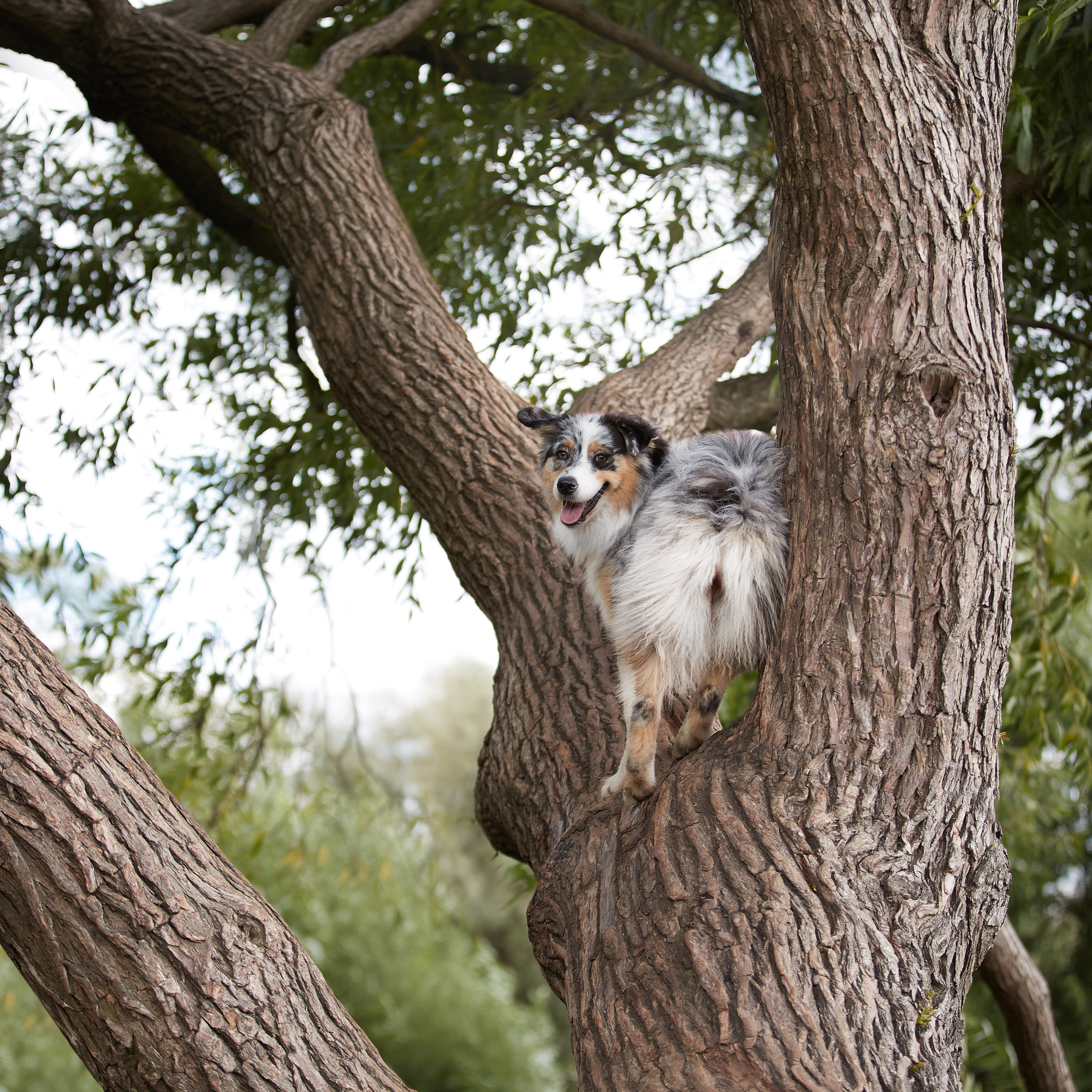 Айза на фотопрогулке. ФОТОГРАФ-АНИМАЛИСТ l LANA POLYAKOVA