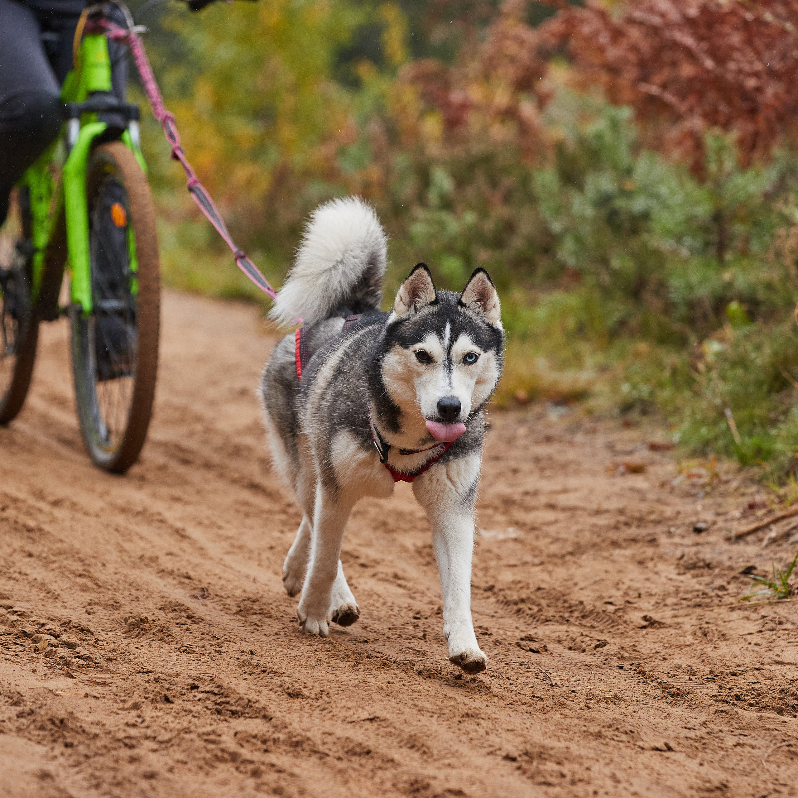 ЧЕМПИОНАТ РОССИИ РКФ 25–26 сентября 2021 г. ФОТОГРАФ-АНИМАЛИСТ l LANA POLYAKOVA