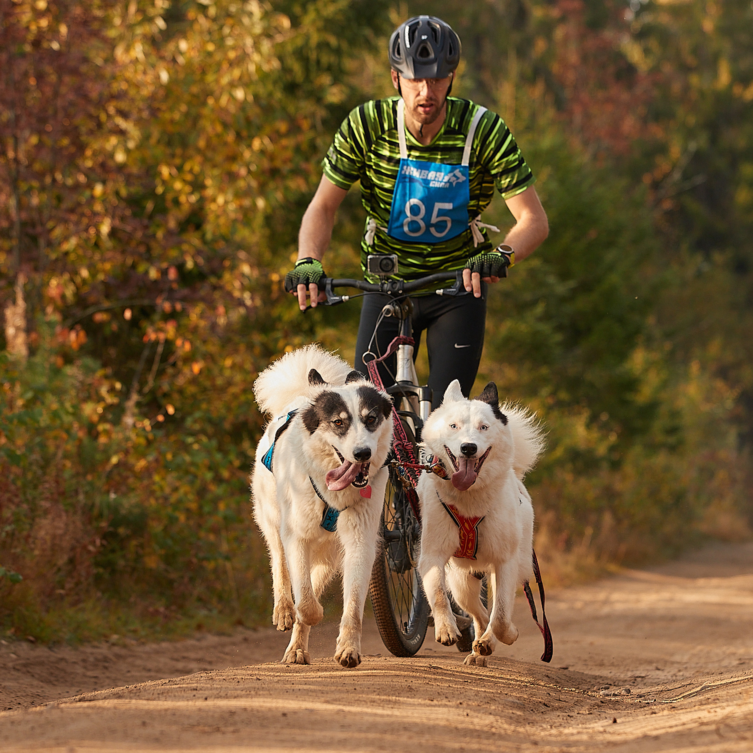 ЧЕМПИОНАТ РОССИИ РКФ 27 сентября 2020 г., 2й день. ФОТОГРАФ-АНИМАЛИСТ l LANA POLYAKOVA