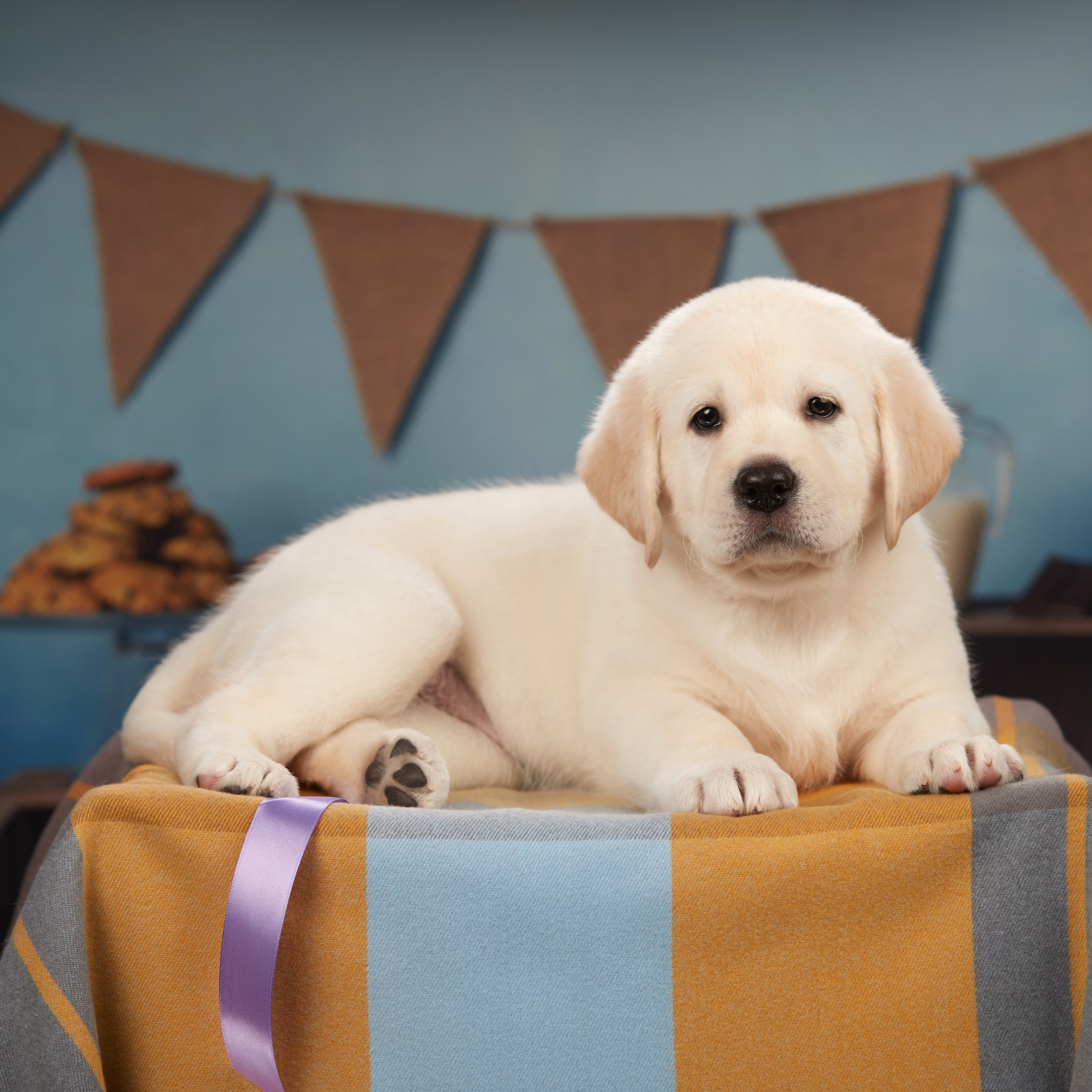 🍁Осенний лялькопад 🍁. ФОТОГРАФ-АНИМАЛИСТ l LANA POLYAKOVA