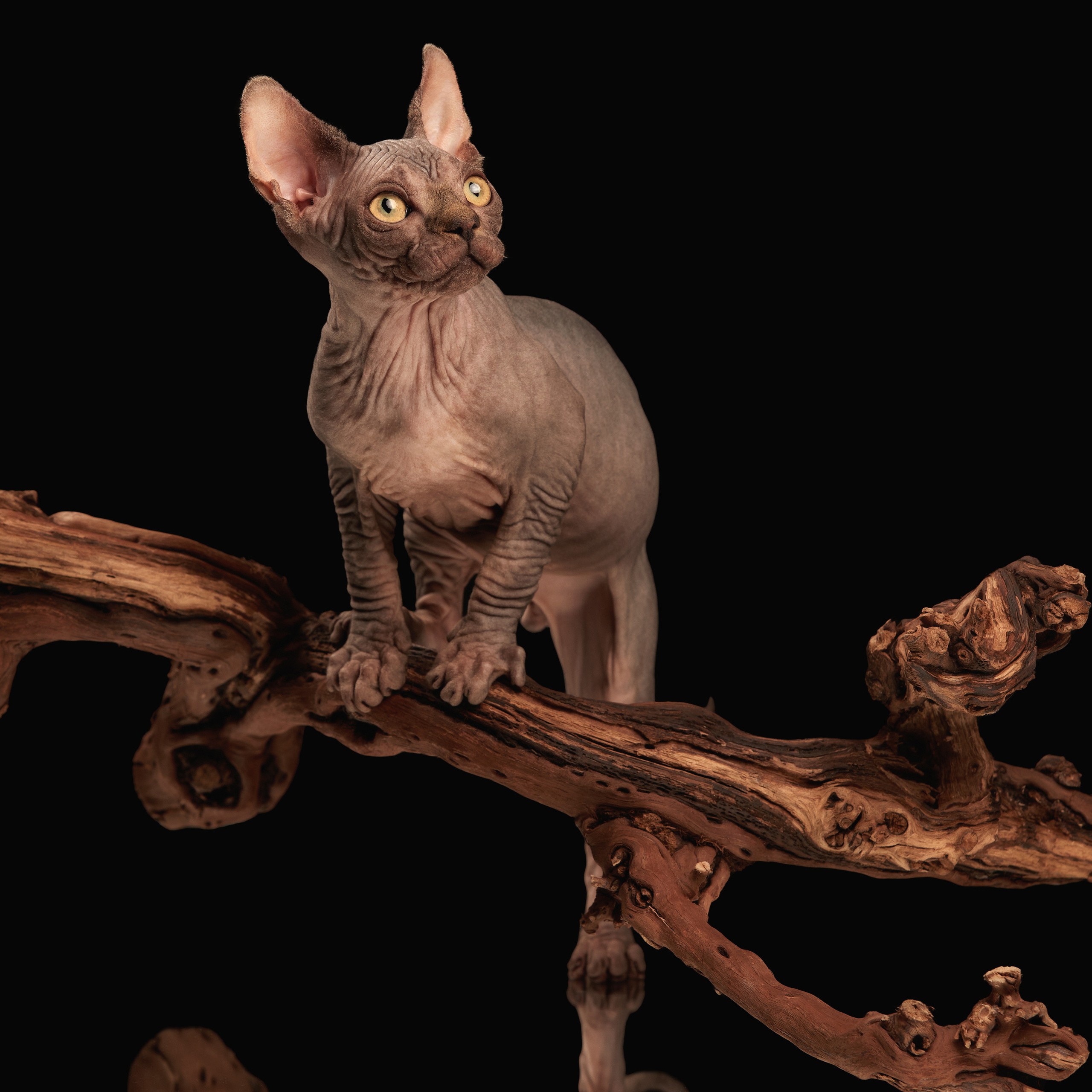 Паштет в объективе. ФОТОГРАФ-АНИМАЛИСТ l LANA POLYAKOVA