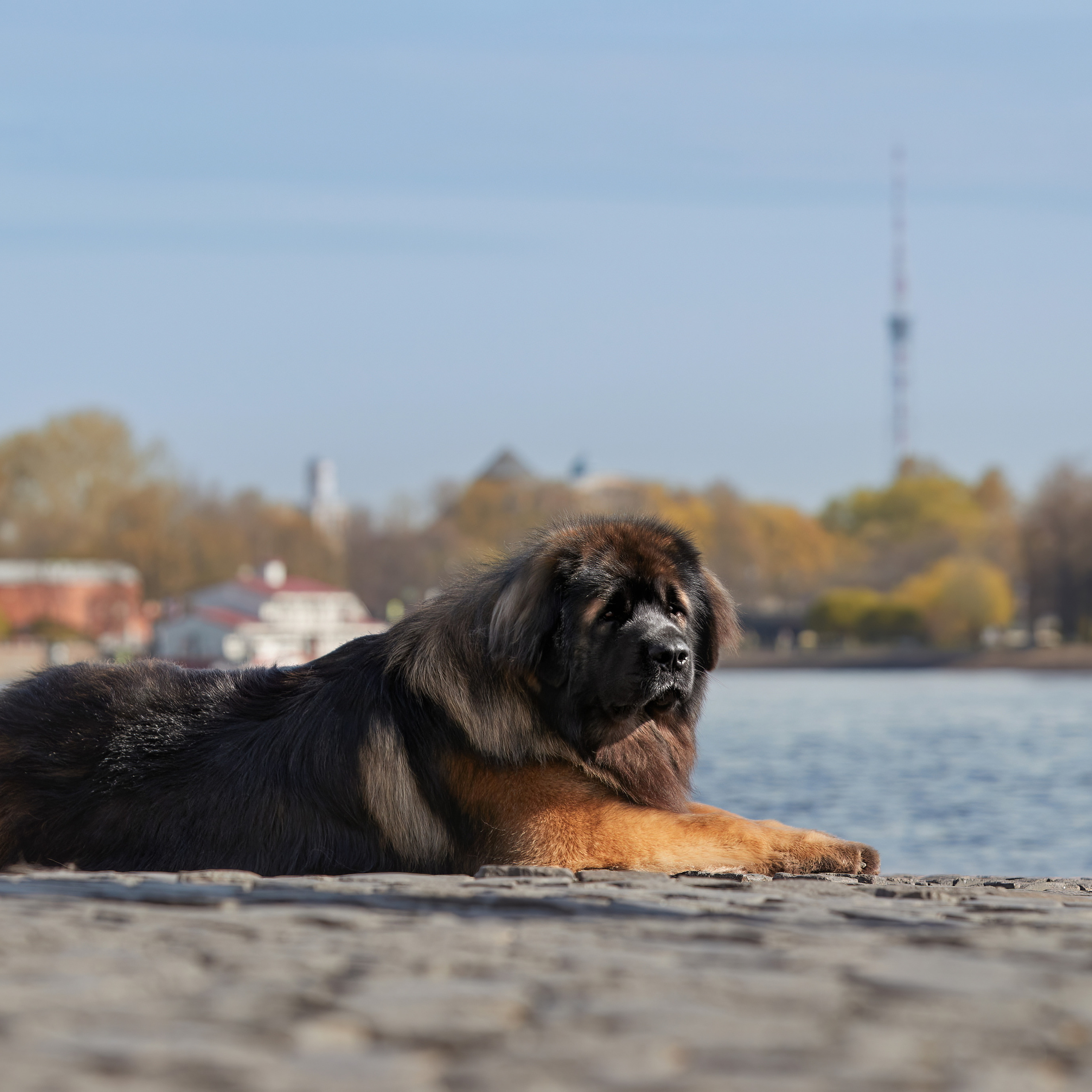 Леонбергеры в Санкт-Петербурге. ФОТОГРАФ-АНИМАЛИСТ l LANA POLYAKOVA