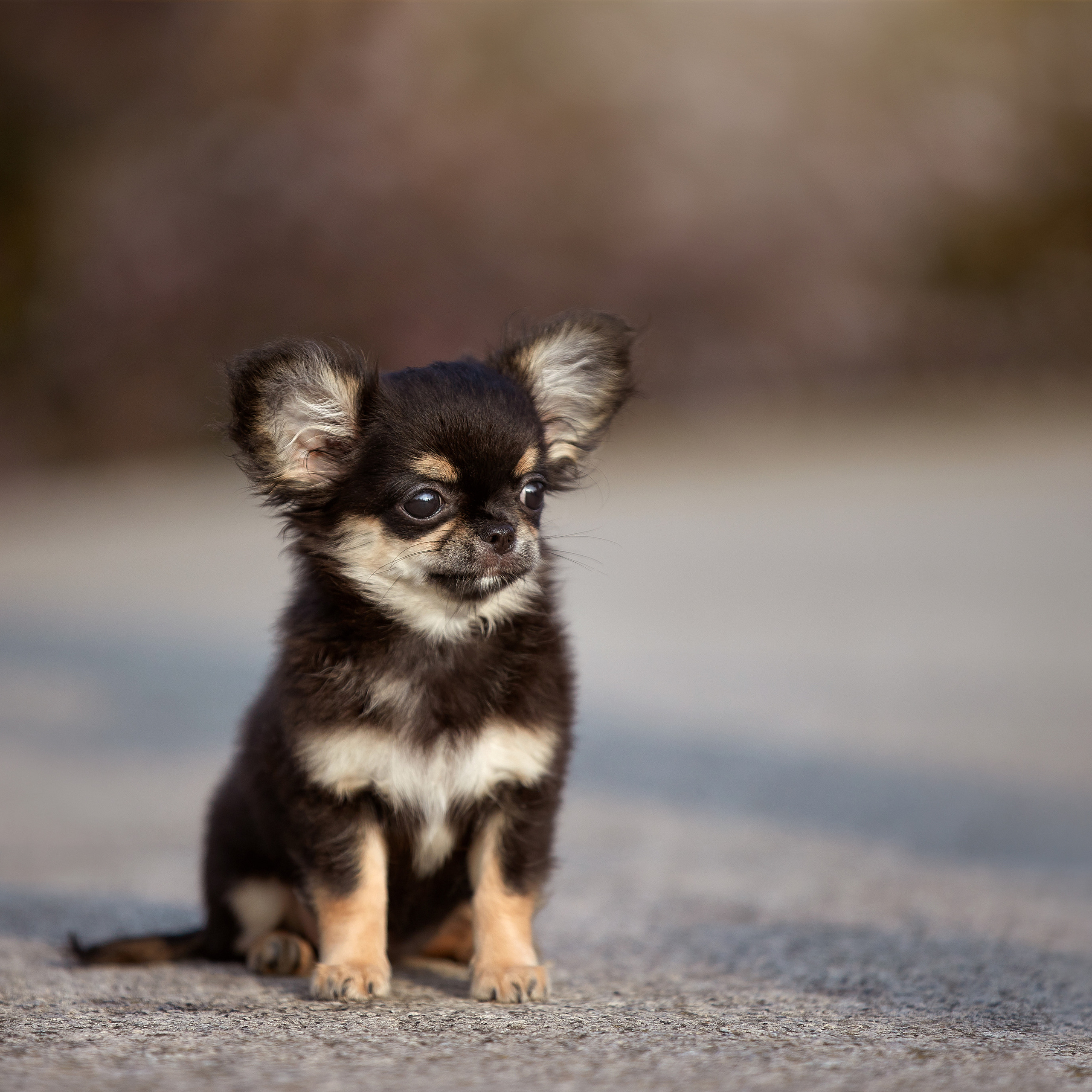 Ярик и компания. Фотопрогулка чихуа. ФОТОГРАФ-АНИМАЛИСТ l LANA POLYAKOVA