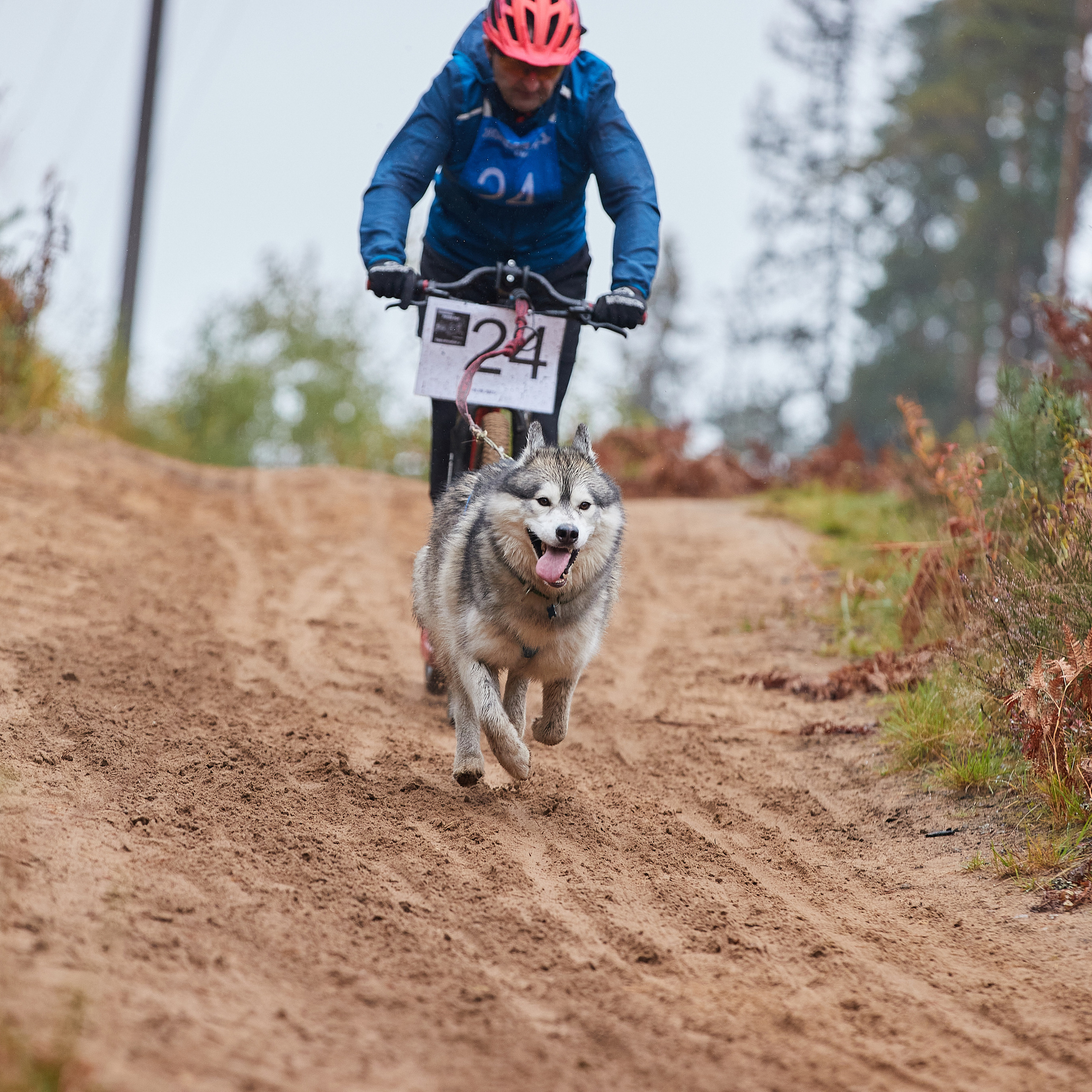 ЧЕМПИОНАТ РОССИИ РКФ 25–26 сентября 2021 г. ФОТОГРАФ-АНИМАЛИСТ l LANA POLYAKOVA