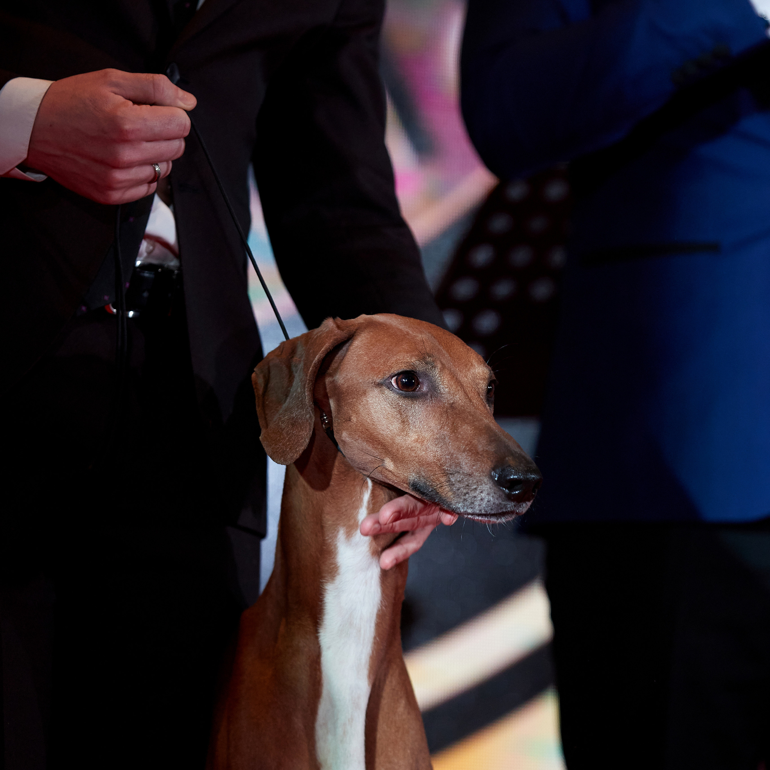 Репортаж с церемонии «BEST RUSSIAN DOG 2022». ФОТОГРАФ-АНИМАЛИСТ l LANA POLYAKOVA