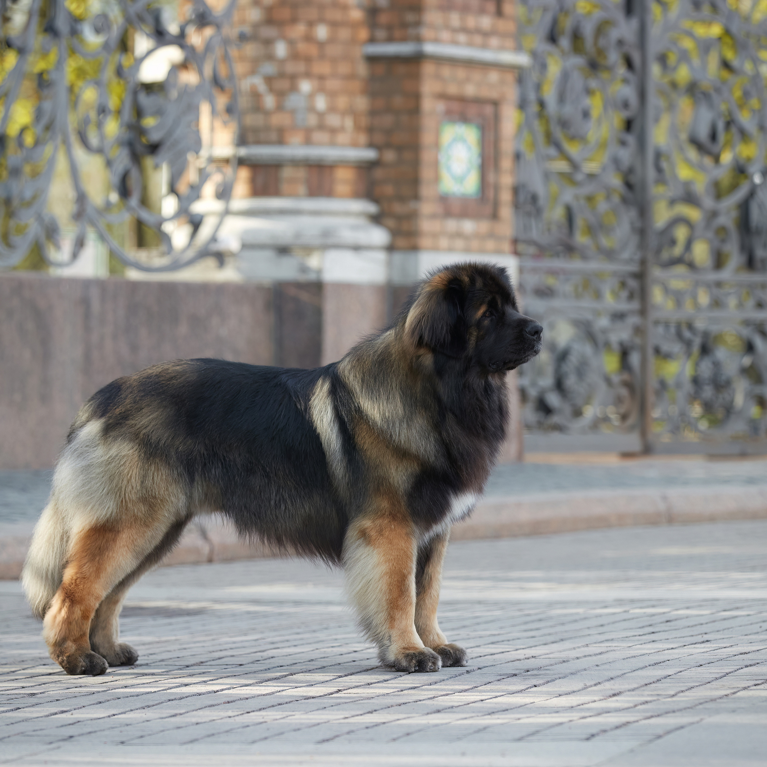 Леонбергеры в Санкт-Петербурге. ФОТОГРАФ-АНИМАЛИСТ l LANA POLYAKOVA