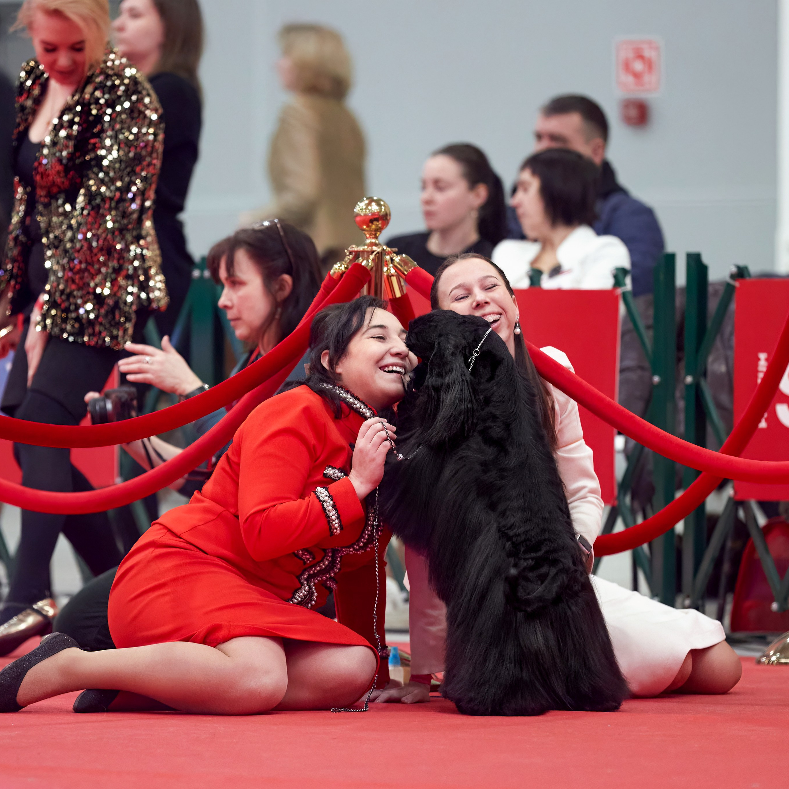 Шоу чемпионов «ЛУЧШИЕ СОБАКИ РОССИИ». ФОТОГРАФ-АНИМАЛИСТ l LANA POLYAKOVA