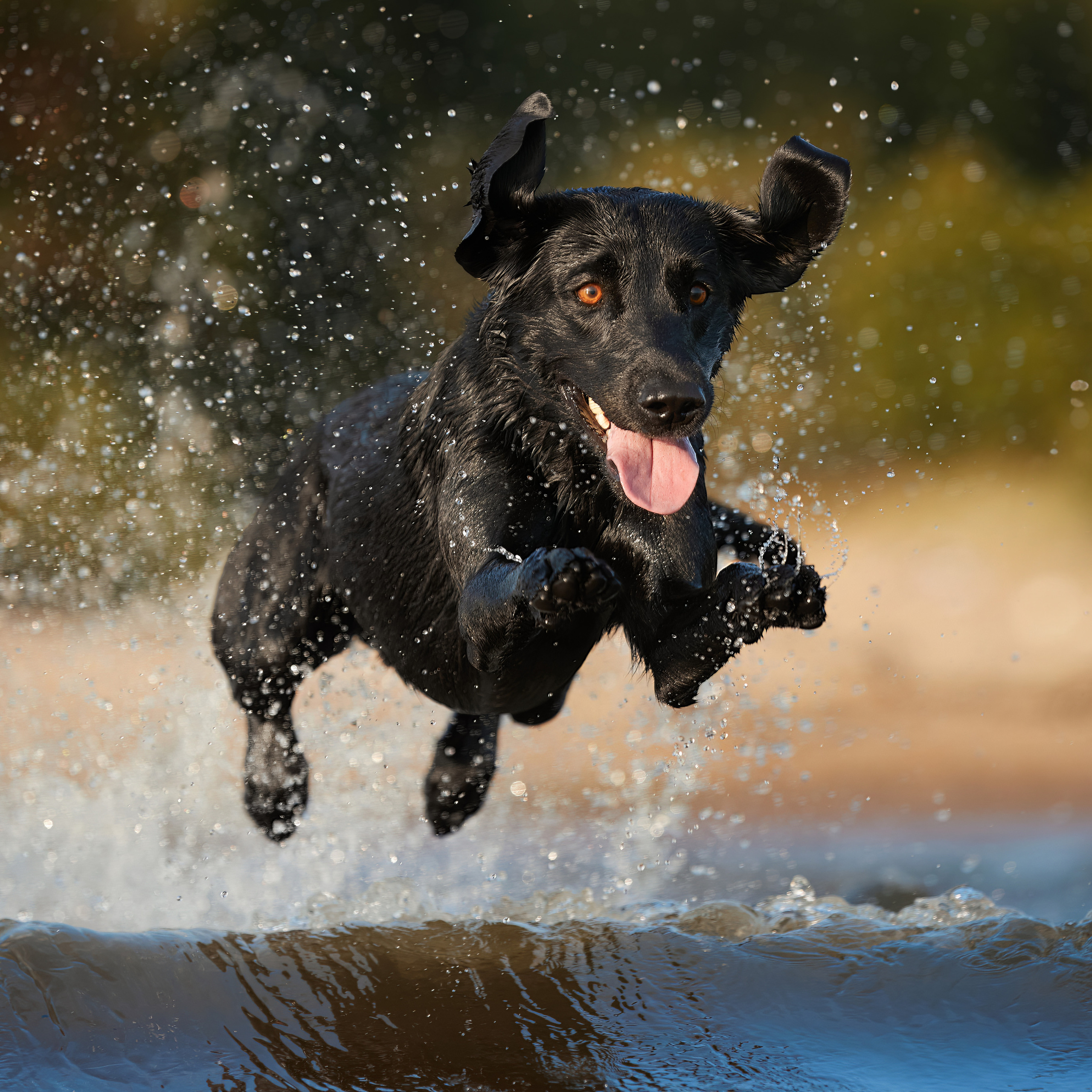 Фотопрогулка для Аджи. Вода!. ФОТОГРАФ-АНИМАЛИСТ l LANA POLYAKOVA