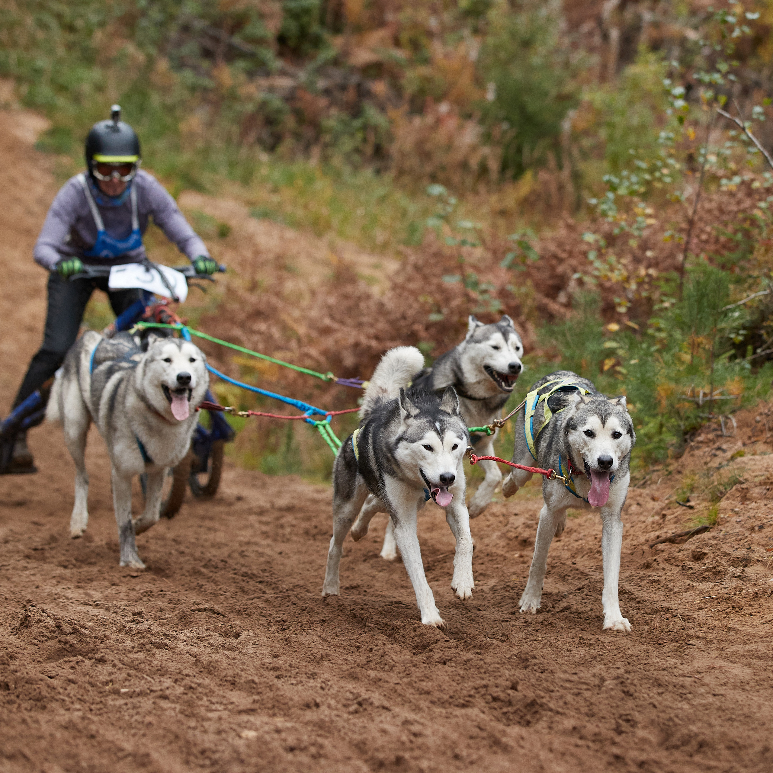 ЧЕМПИОНАТ РОССИИ РКФ 25–26 сентября 2021 г. ФОТОГРАФ-АНИМАЛИСТ l LANA POLYAKOVA