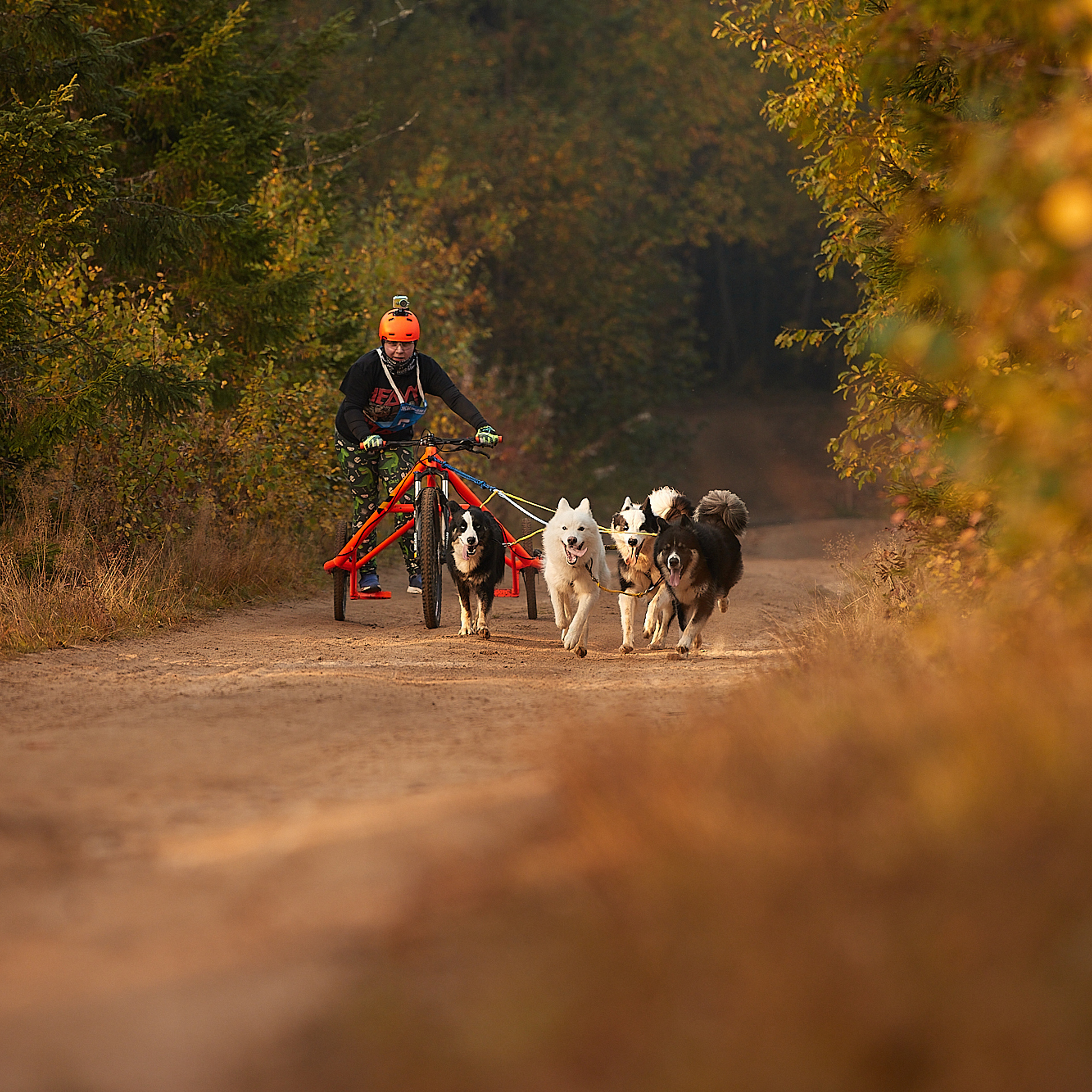 ЧЕМПИОНАТ РОССИИ РКФ 27 сентября 2020 г., 2й день. ФОТОГРАФ-АНИМАЛИСТ l LANA POLYAKOVA