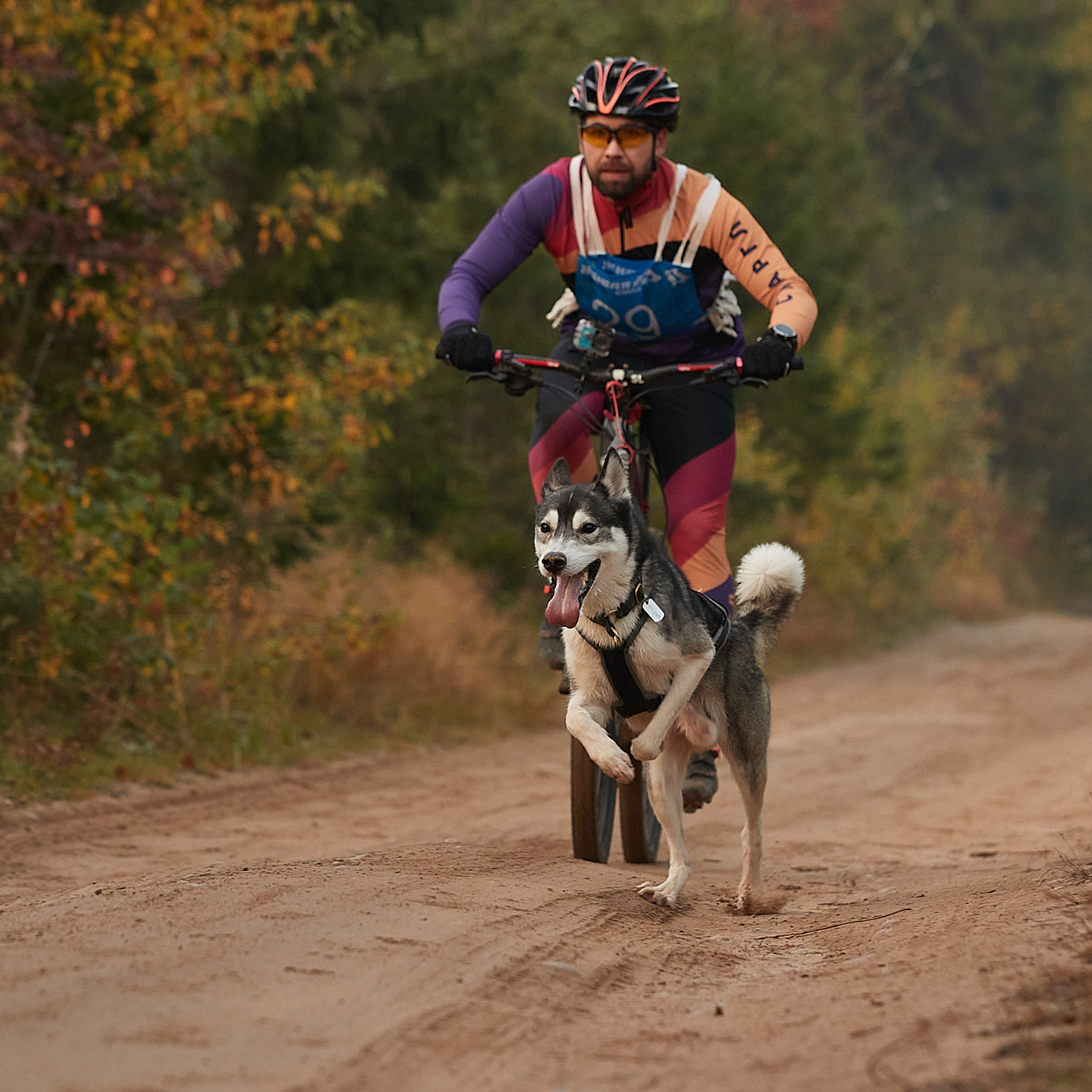 ЧЕМПИОНАТ РОССИИ РКФ 27 сентября 2020 г., 2й день. ФОТОГРАФ-АНИМАЛИСТ l LANA POLYAKOVA