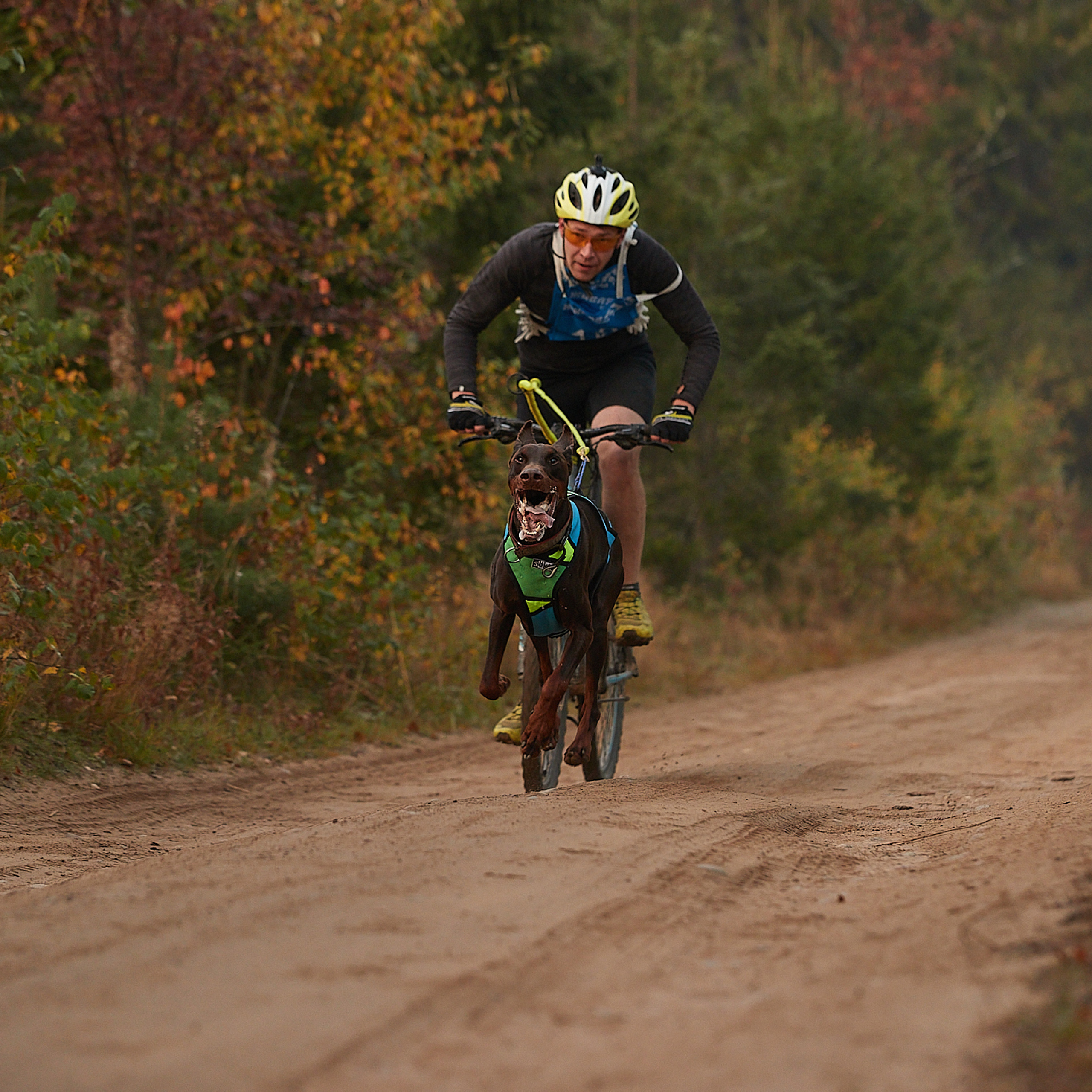 ЧЕМПИОНАТ РОССИИ РКФ 27 сентября 2020 г., 2й день. ФОТОГРАФ-АНИМАЛИСТ l LANA POLYAKOVA