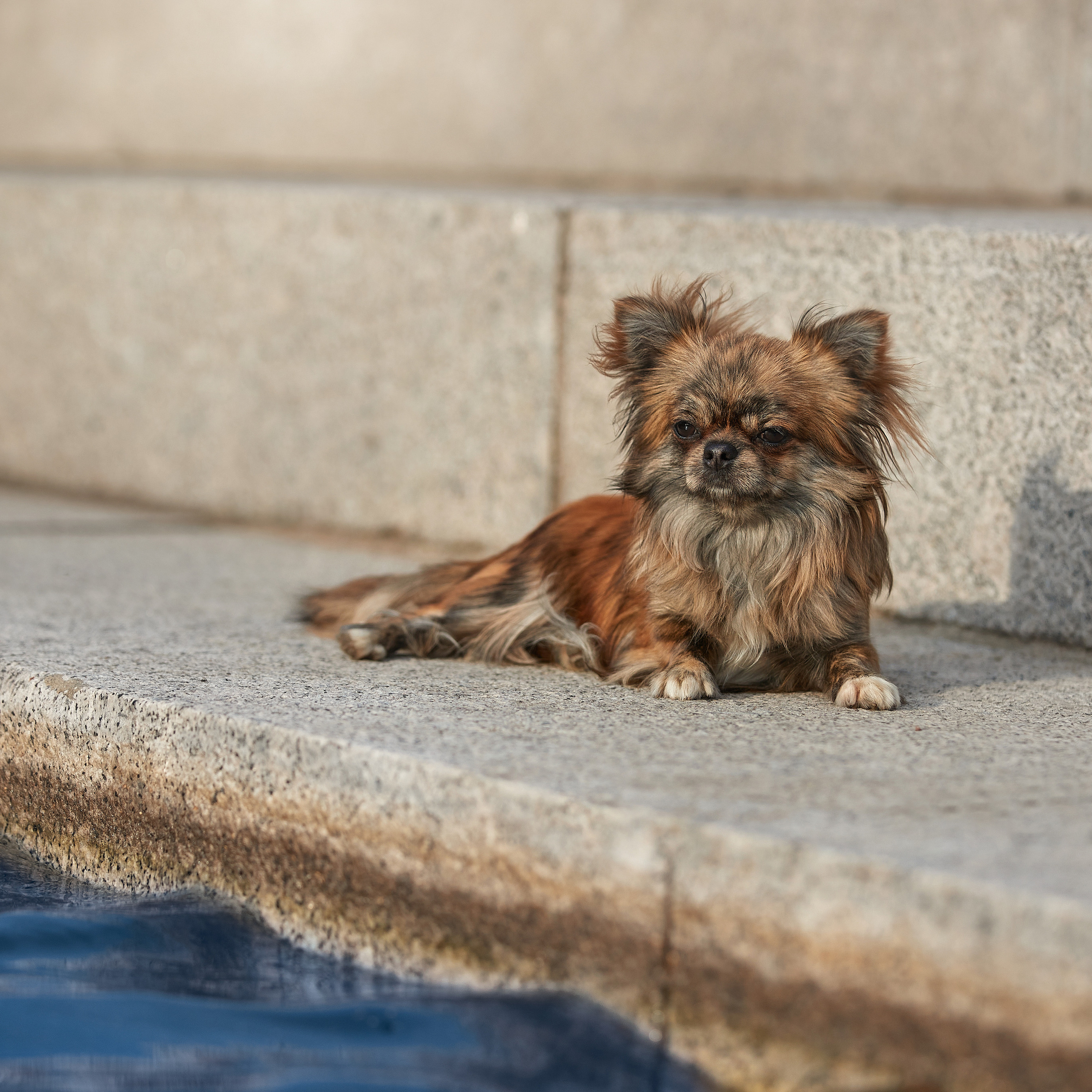 Ярик и компания. Фотопрогулка чихуа. ФОТОГРАФ-АНИМАЛИСТ l LANA POLYAKOVA