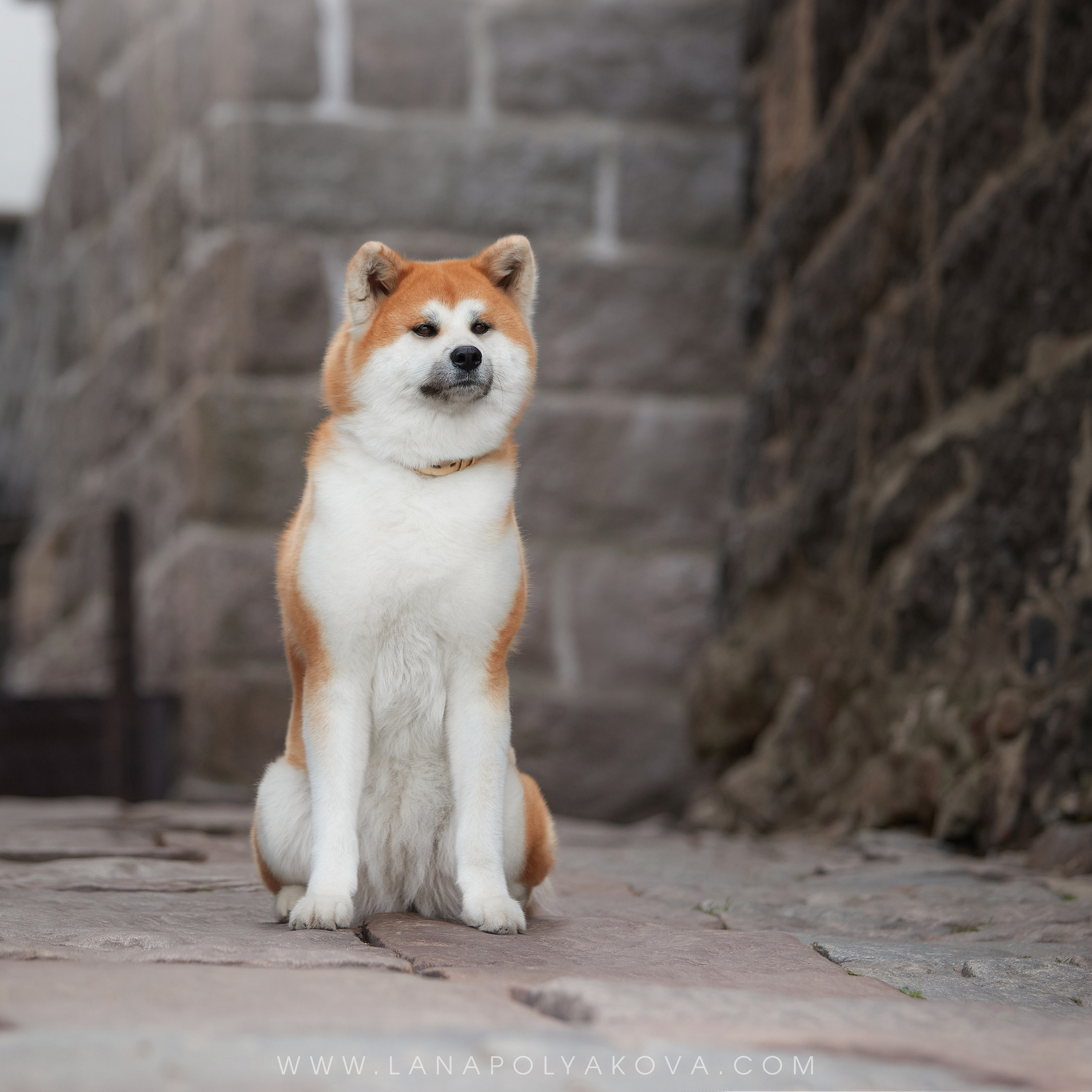 Фото-прогулка в Выборге с акитой Зуми и Ольгой. ФОТОГРАФ-АНИМАЛИСТ l LANA POLYAKOVA