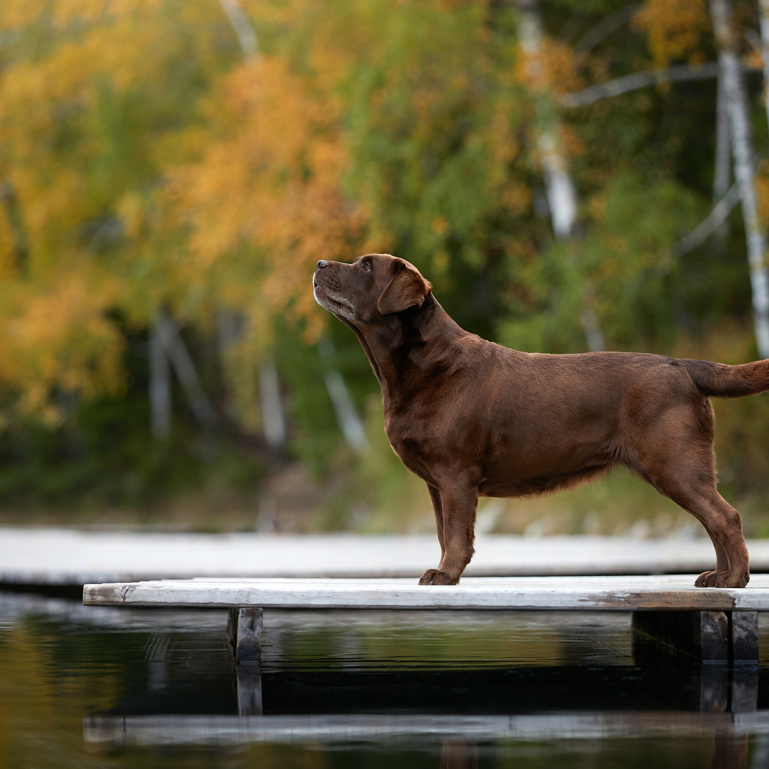 Путешествие к Байкалу. Фотосессии в Иркутске. ФОТОГРАФ-АНИМАЛИСТ l LANA POLYAKOVA