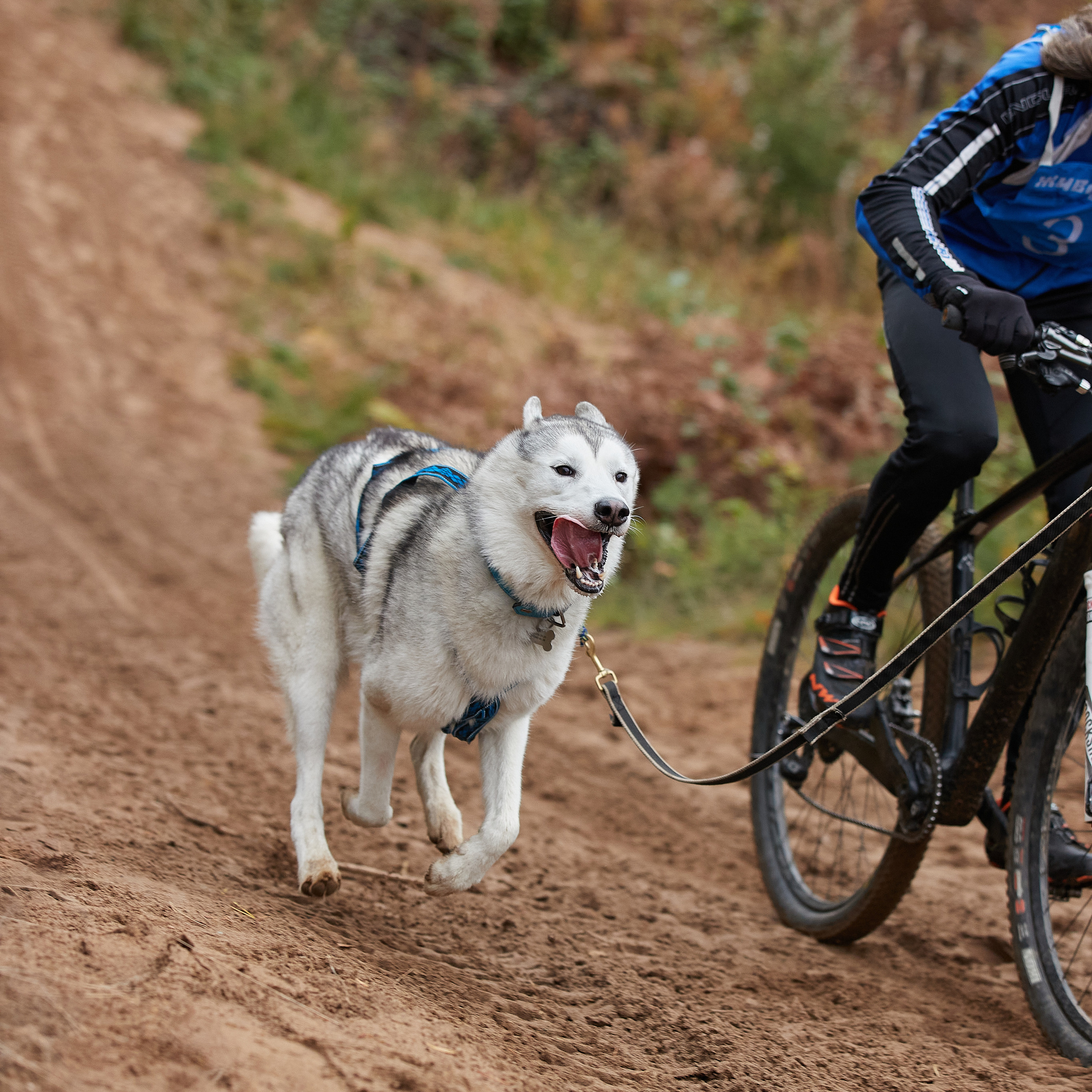 ЧЕМПИОНАТ РОССИИ РКФ 25–26 сентября 2021 г. ФОТОГРАФ-АНИМАЛИСТ l LANA POLYAKOVA