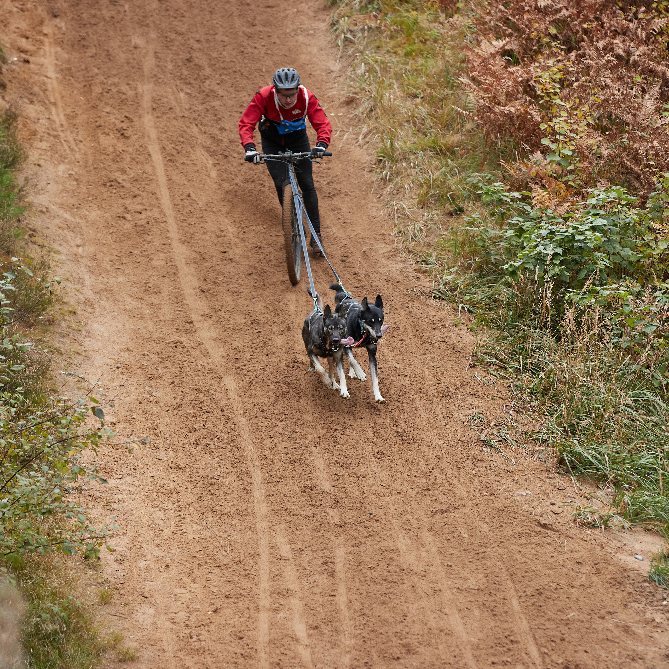 ЧЕМПИОНАТ РОССИИ РКФ 25–26 сентября 2021 г. ФОТОГРАФ-АНИМАЛИСТ l LANA POLYAKOVA