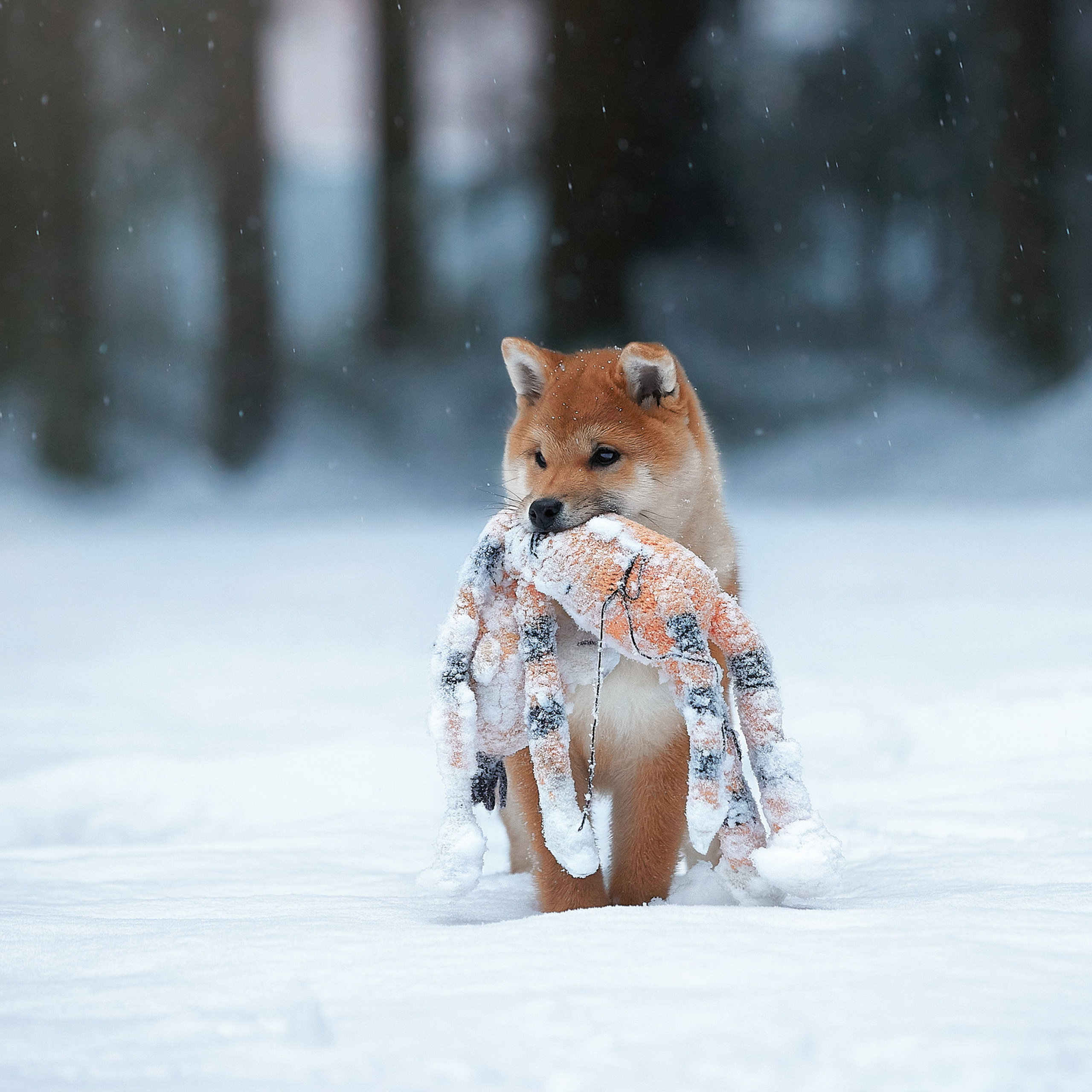 Маленькие сиба-рыси на воле. ФОТОГРАФ-АНИМАЛИСТ l LANA POLYAKOVA