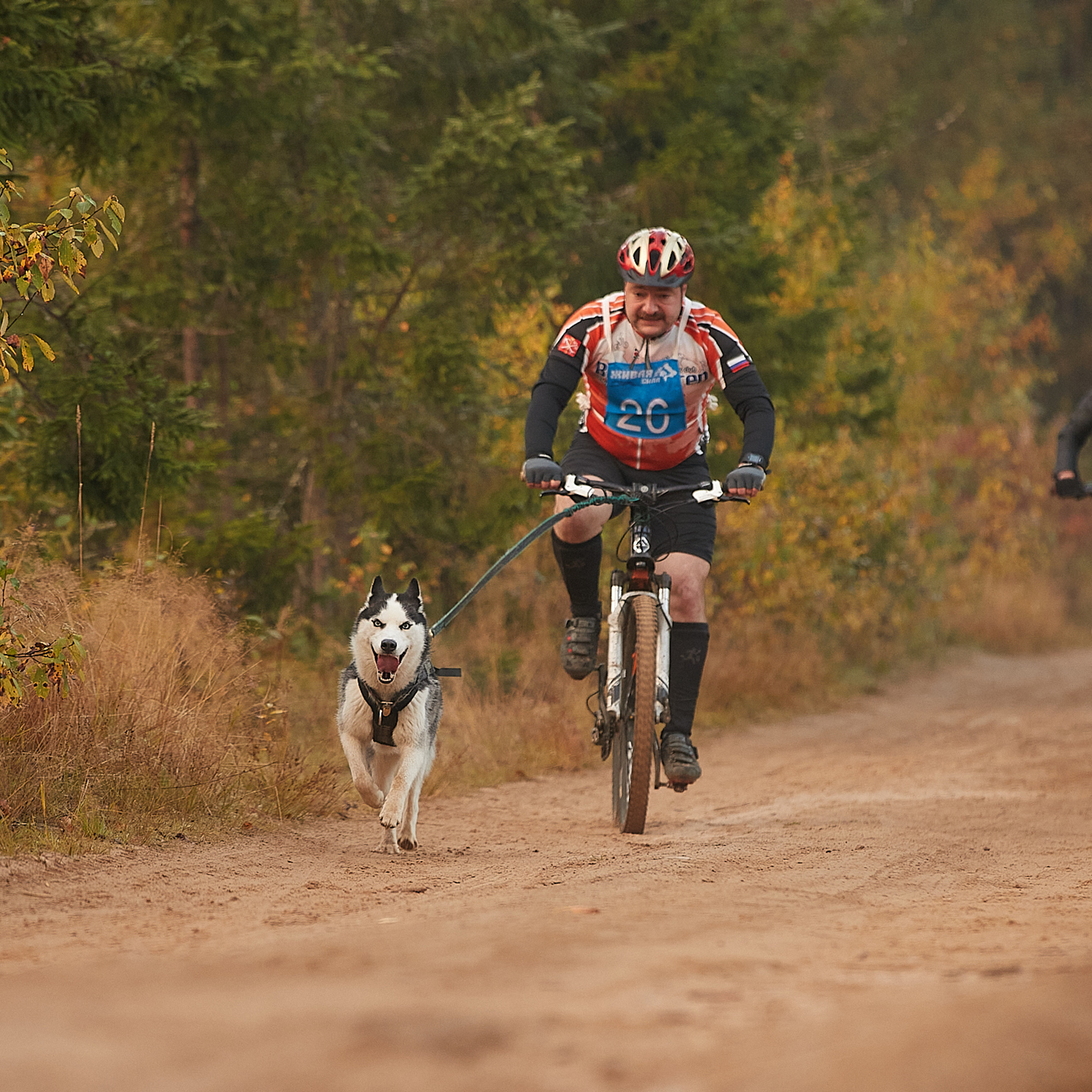 ЧЕМПИОНАТ РОССИИ РКФ 27 сентября 2020 г., 2й день. ФОТОГРАФ-АНИМАЛИСТ l LANA POLYAKOVA