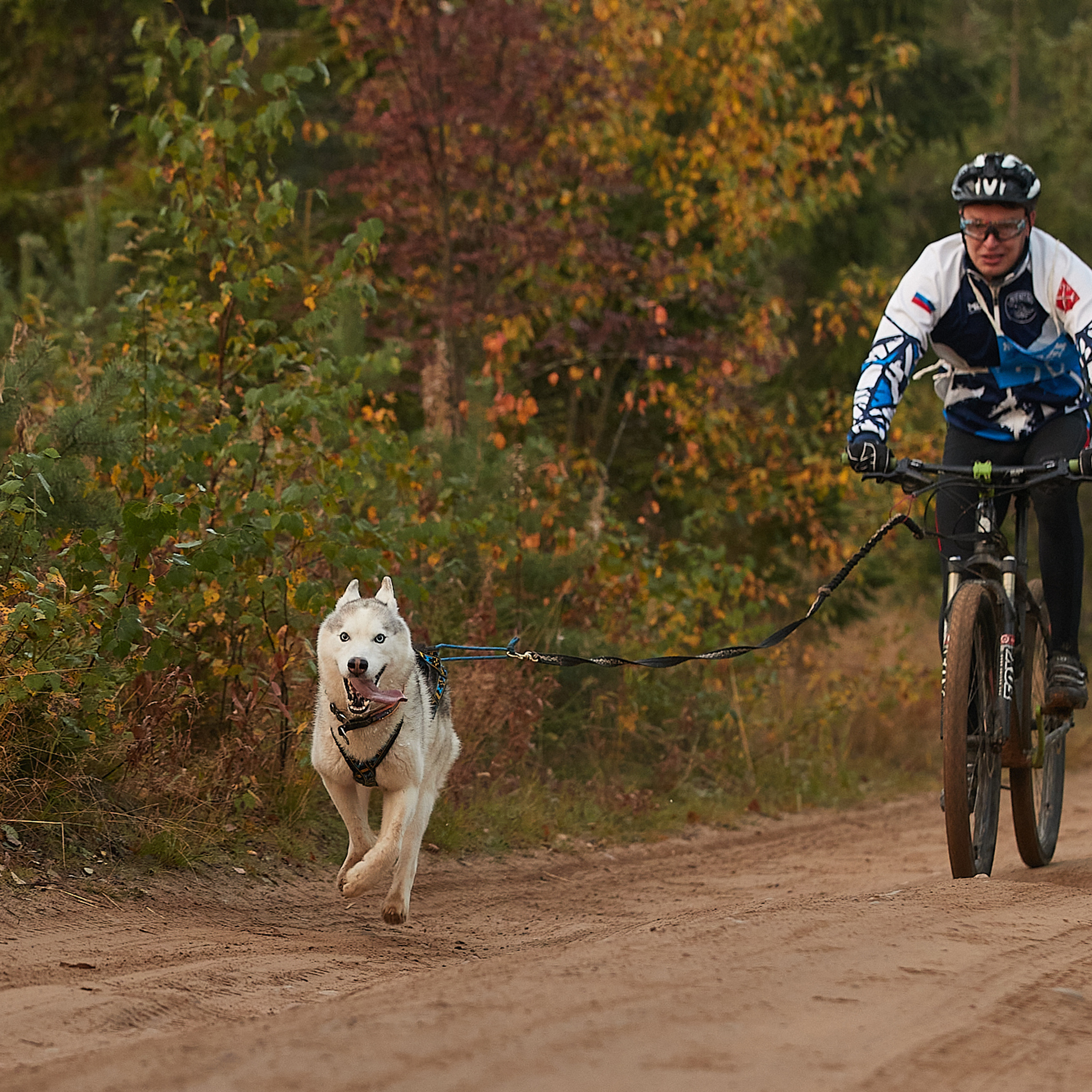 ЧЕМПИОНАТ РОССИИ РКФ 27 сентября 2020 г., 2й день. ФОТОГРАФ-АНИМАЛИСТ l LANA POLYAKOVA