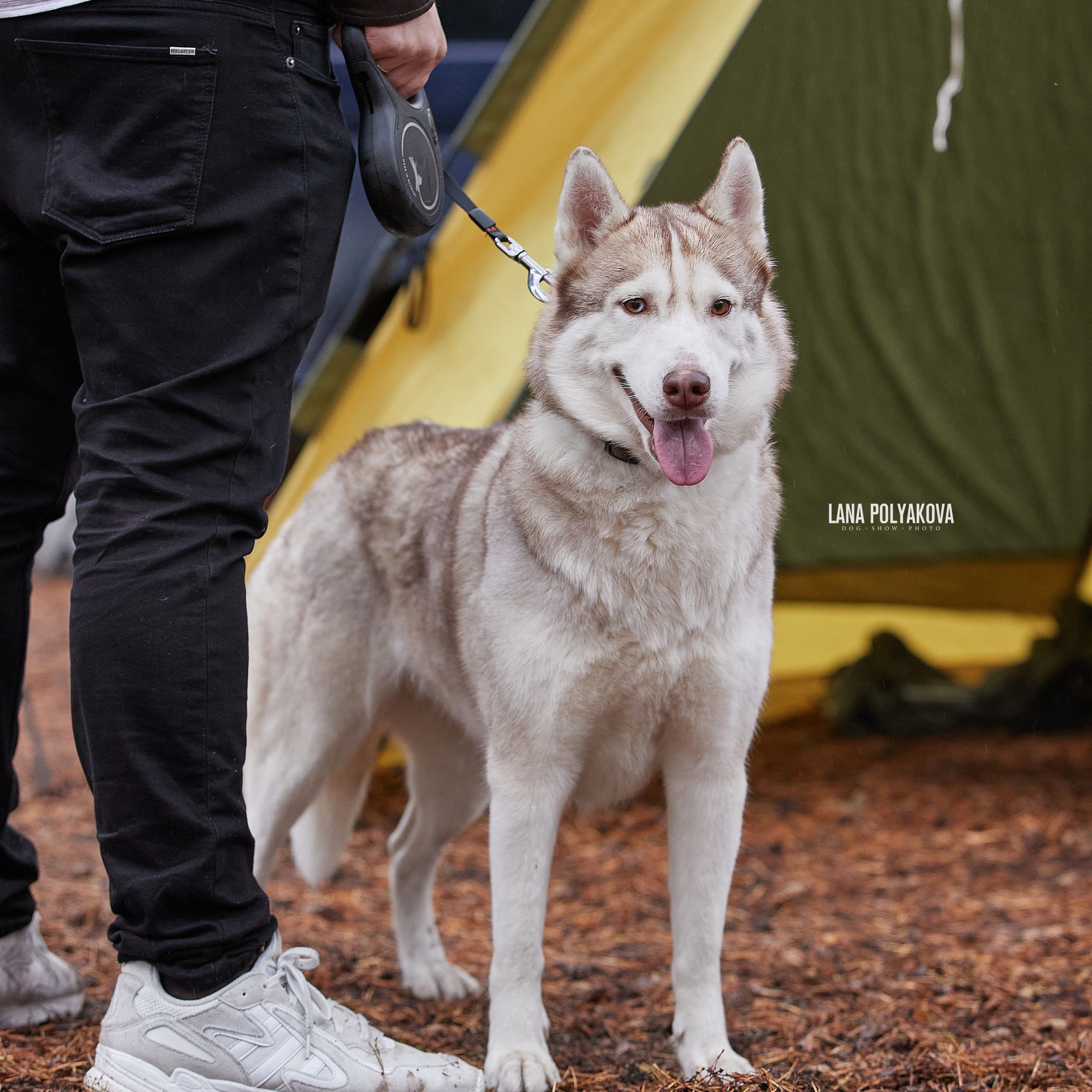 ЧЕМПИОНАТ РОССИИ РКФ 25–26 сентября 2021 г. ФОТОГРАФ-АНИМАЛИСТ l LANA POLYAKOVA