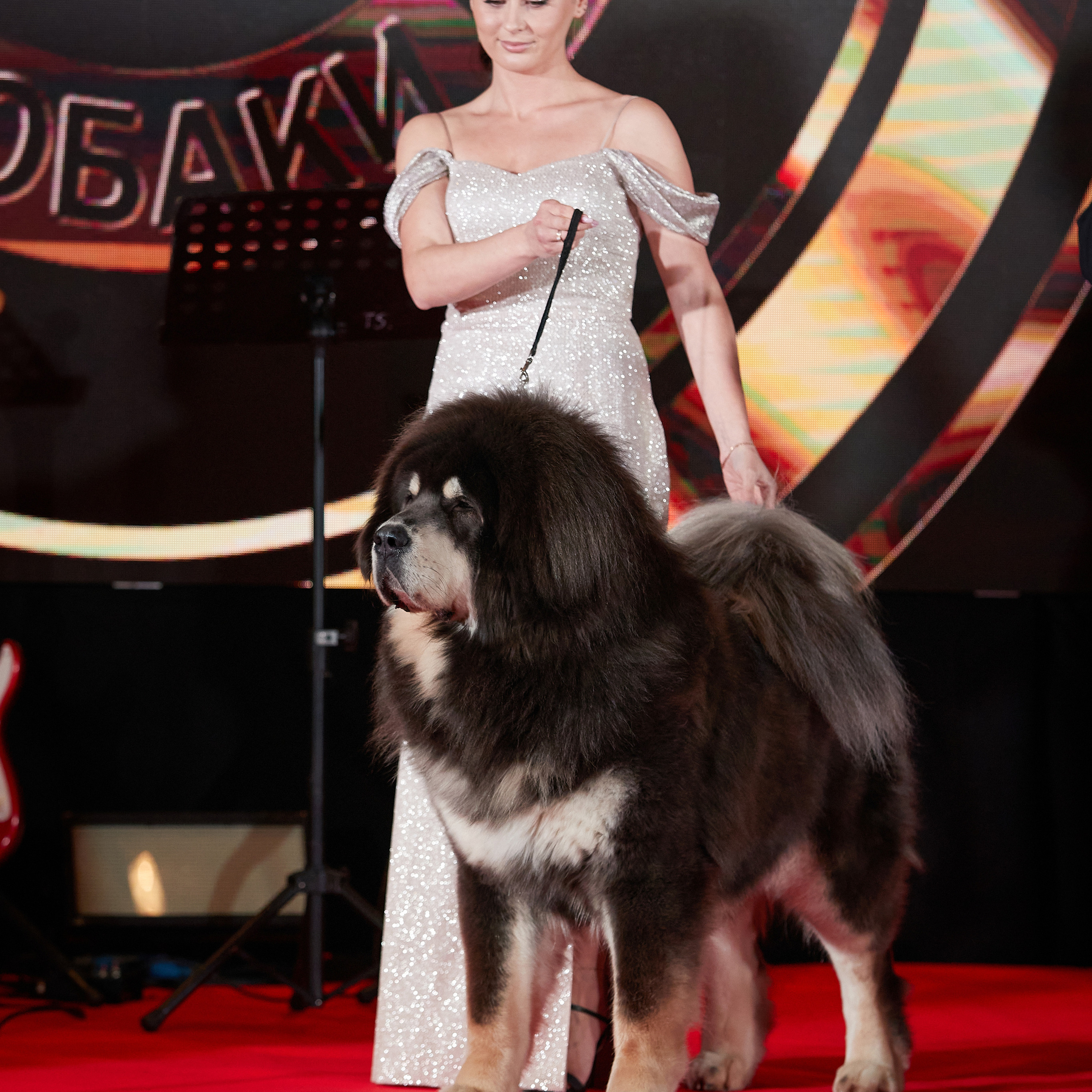 Репортаж с церемонии «BEST RUSSIAN DOG 2022». ФОТОГРАФ-АНИМАЛИСТ l LANA POLYAKOVA