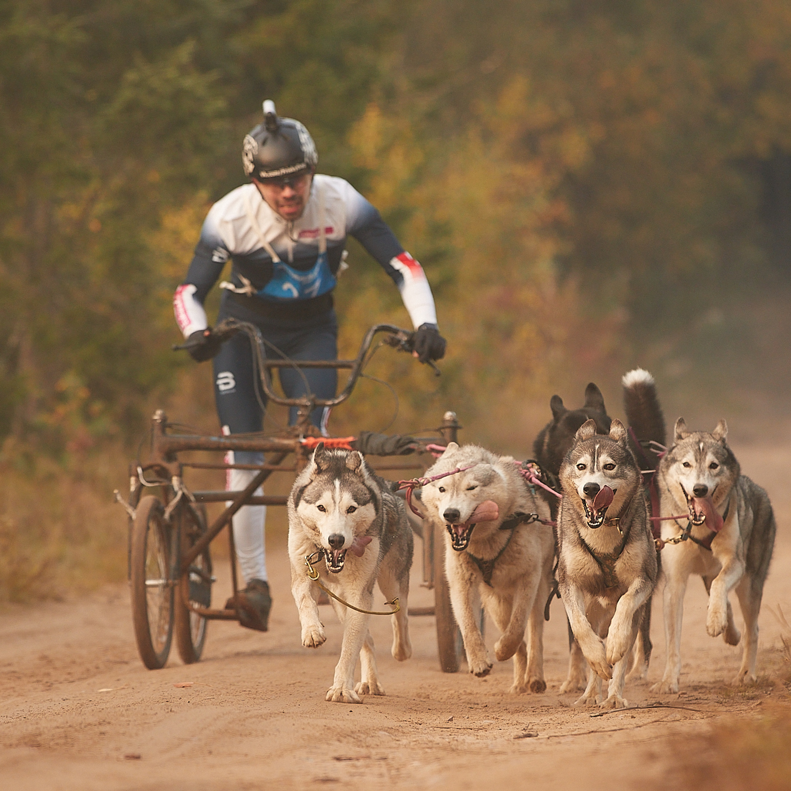 ЧЕМПИОНАТ РОССИИ РКФ 27 сентября 2020 г., 2й день. ФОТОГРАФ-АНИМАЛИСТ l LANA POLYAKOVA