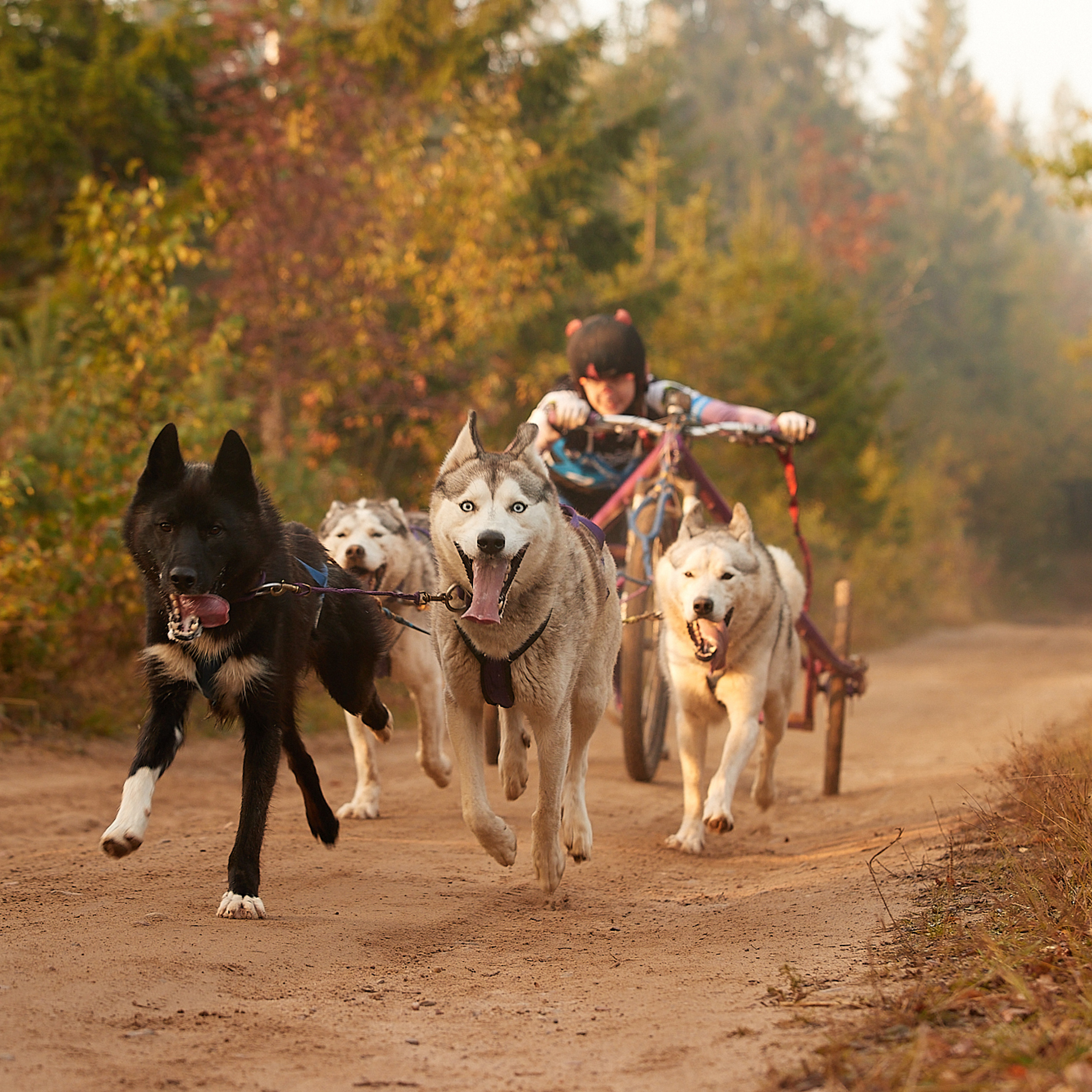 ЧЕМПИОНАТ РОССИИ РКФ 27 сентября 2020 г., 2й день. ФОТОГРАФ-АНИМАЛИСТ l LANA POLYAKOVA