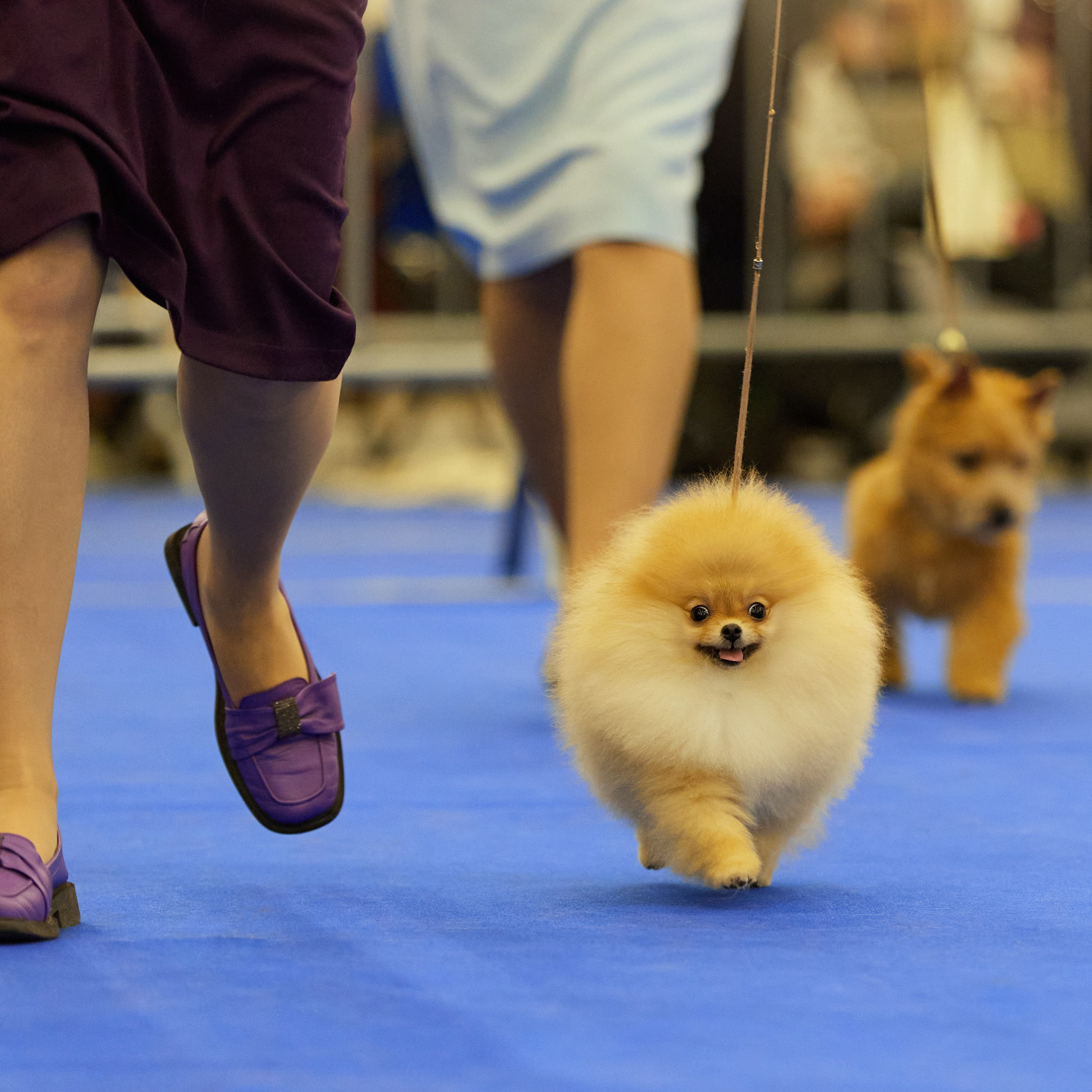 ВЫСТАВКА СОБАК С ОСОБЫМ СТАТУСОМ «НЕВСКИЙ ПОБЕДИТЕЛЬ» 12-13-14.12.2025. ФОТОГРАФ-АНИМАЛИСТ l LANA POLYAKOVA