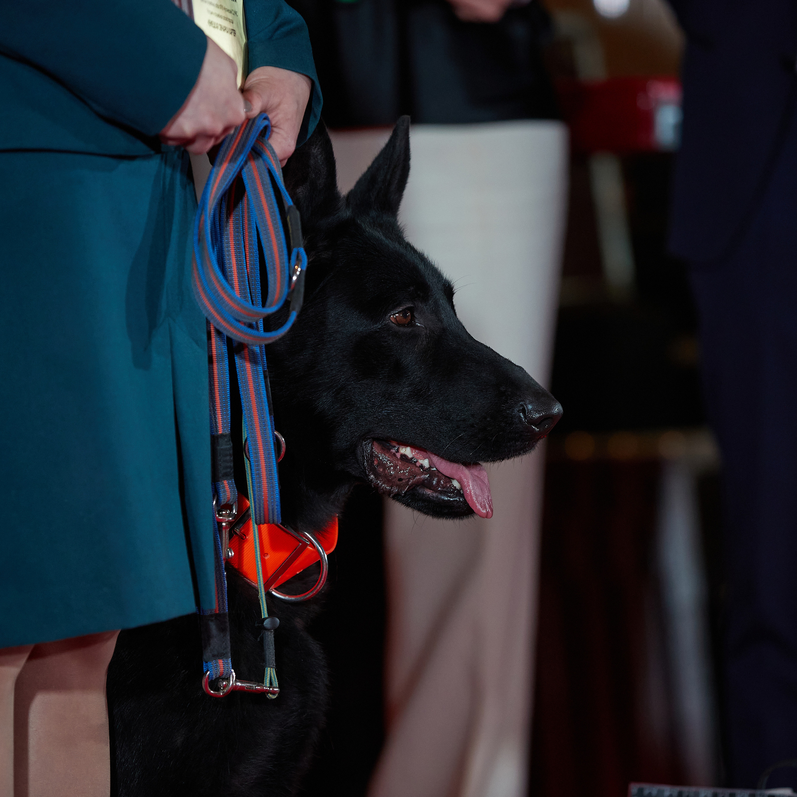 Репортаж с церемонии «BEST RUSSIAN DOG 2022». ФОТОГРАФ-АНИМАЛИСТ l LANA POLYAKOVA