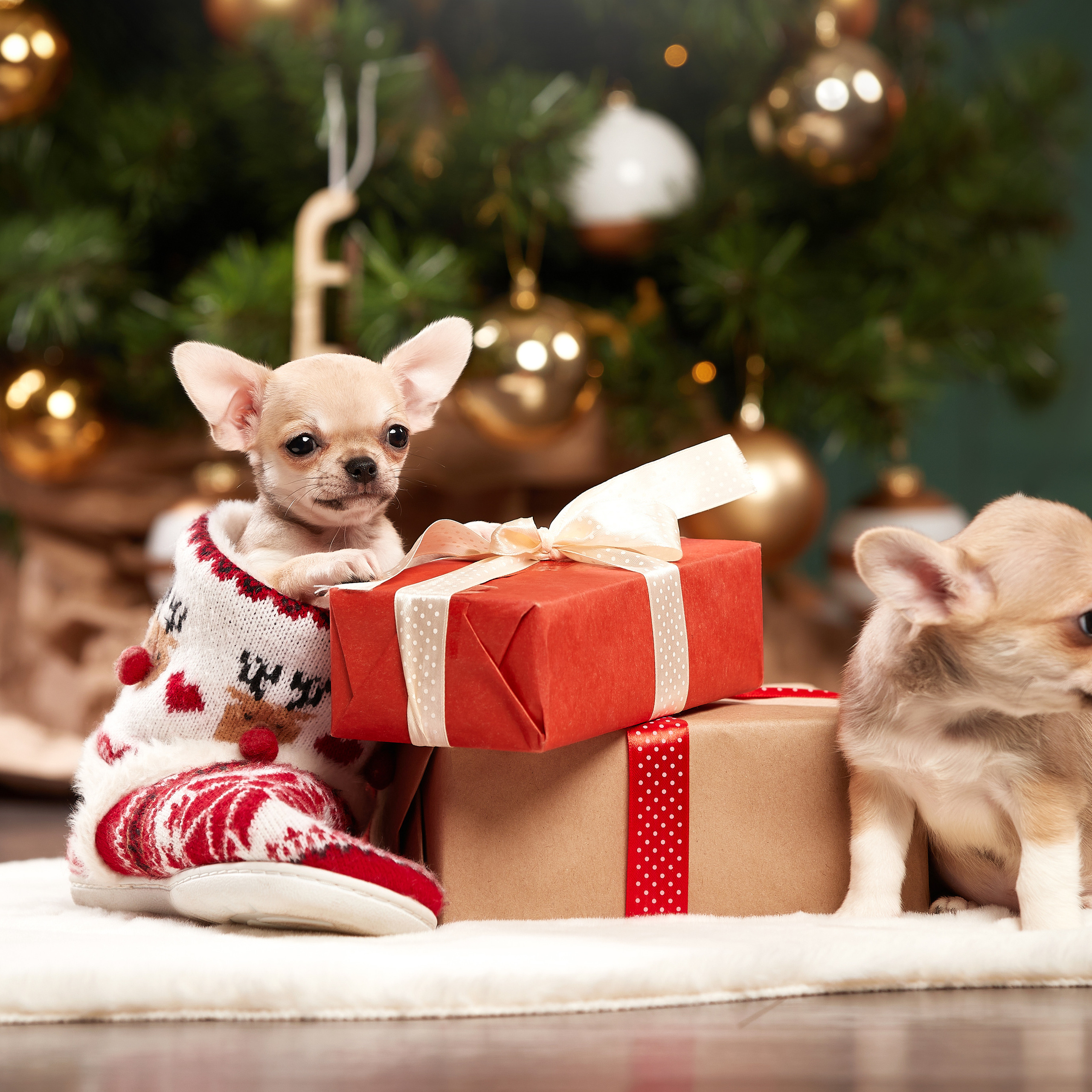 Малыши чихуахуа в новогодней студии. ФОТОГРАФ-АНИМАЛИСТ l LANA POLYAKOVA