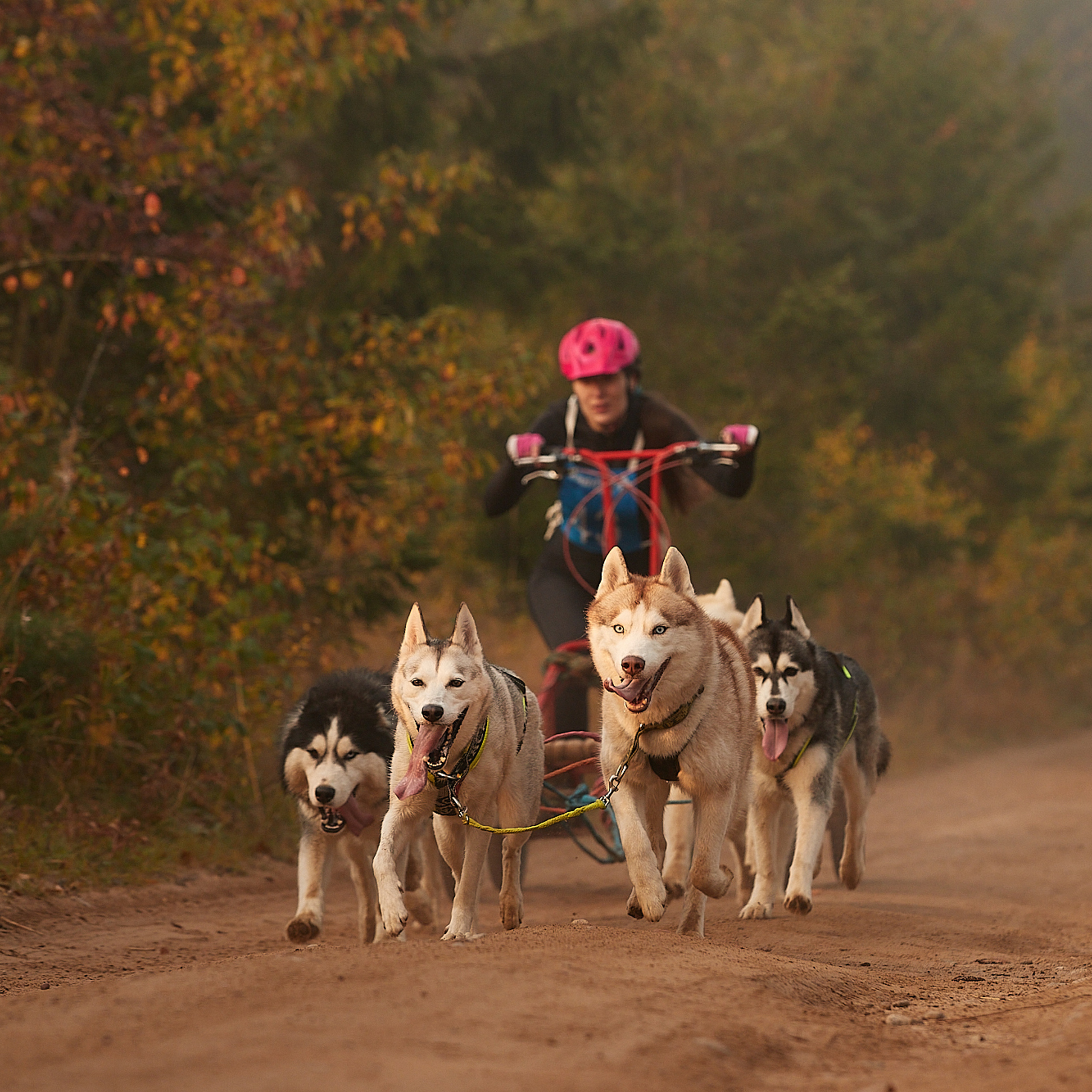 ЧЕМПИОНАТ РОССИИ РКФ 27 сентября 2020 г., 2й день. ФОТОГРАФ-АНИМАЛИСТ l LANA POLYAKOVA