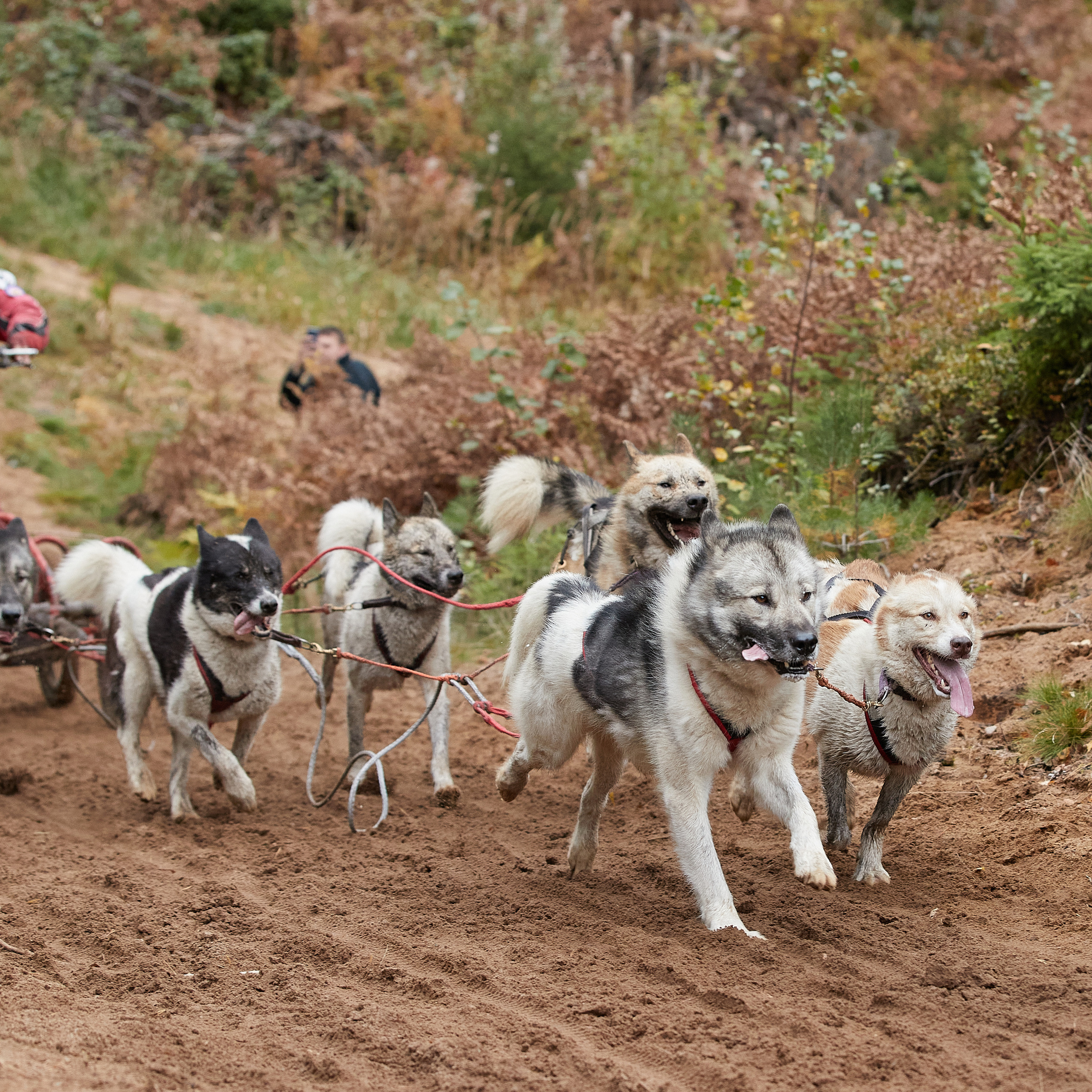 ЧЕМПИОНАТ РОССИИ РКФ 25–26 сентября 2021 г. ФОТОГРАФ-АНИМАЛИСТ l LANA POLYAKOVA