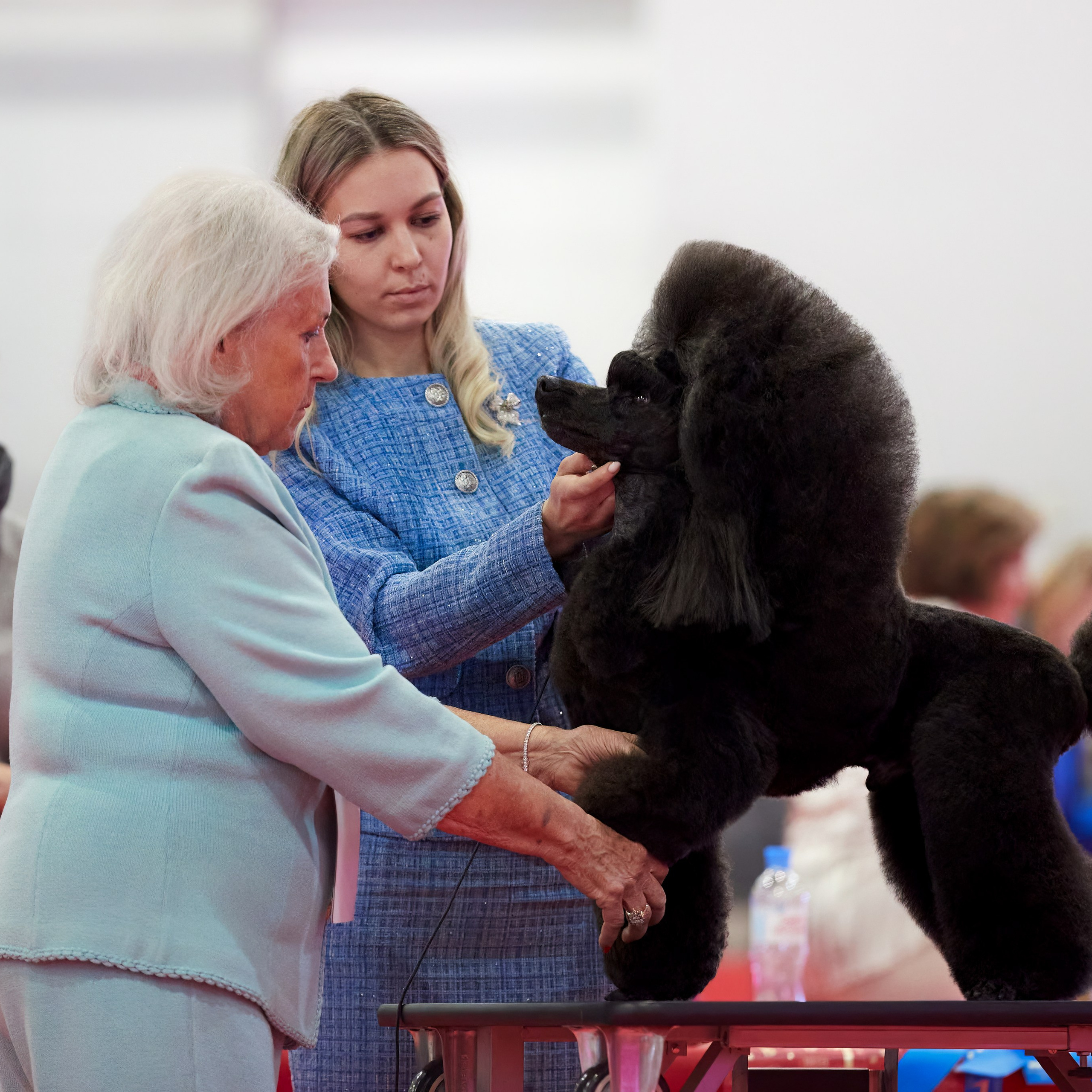 Шоу чемпионов «ЛУЧШИЕ СОБАКИ РОССИИ». ФОТОГРАФ-АНИМАЛИСТ l LANA POLYAKOVA