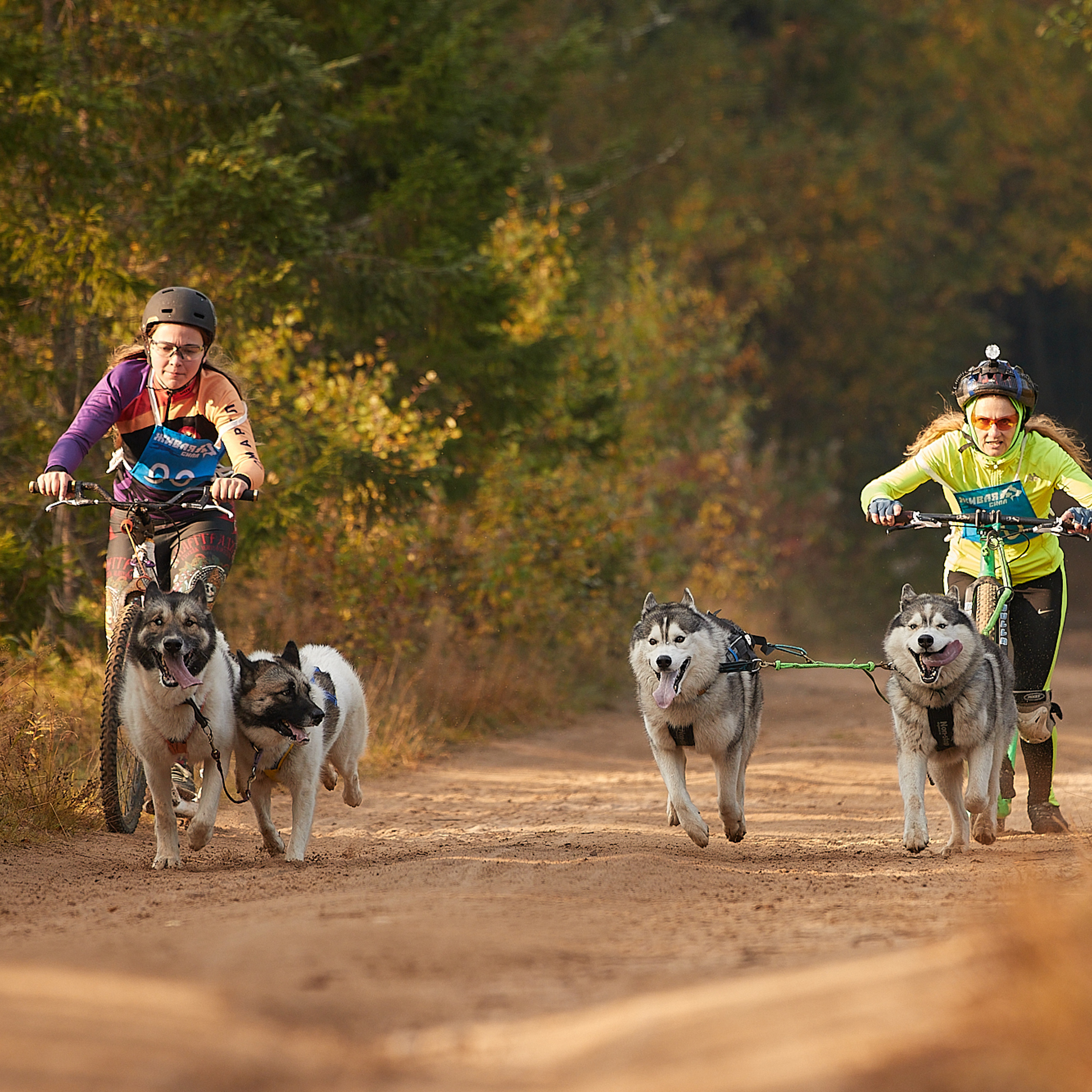 ЧЕМПИОНАТ РОССИИ РКФ 27 сентября 2020 г., 2й день. ФОТОГРАФ-АНИМАЛИСТ l LANA POLYAKOVA