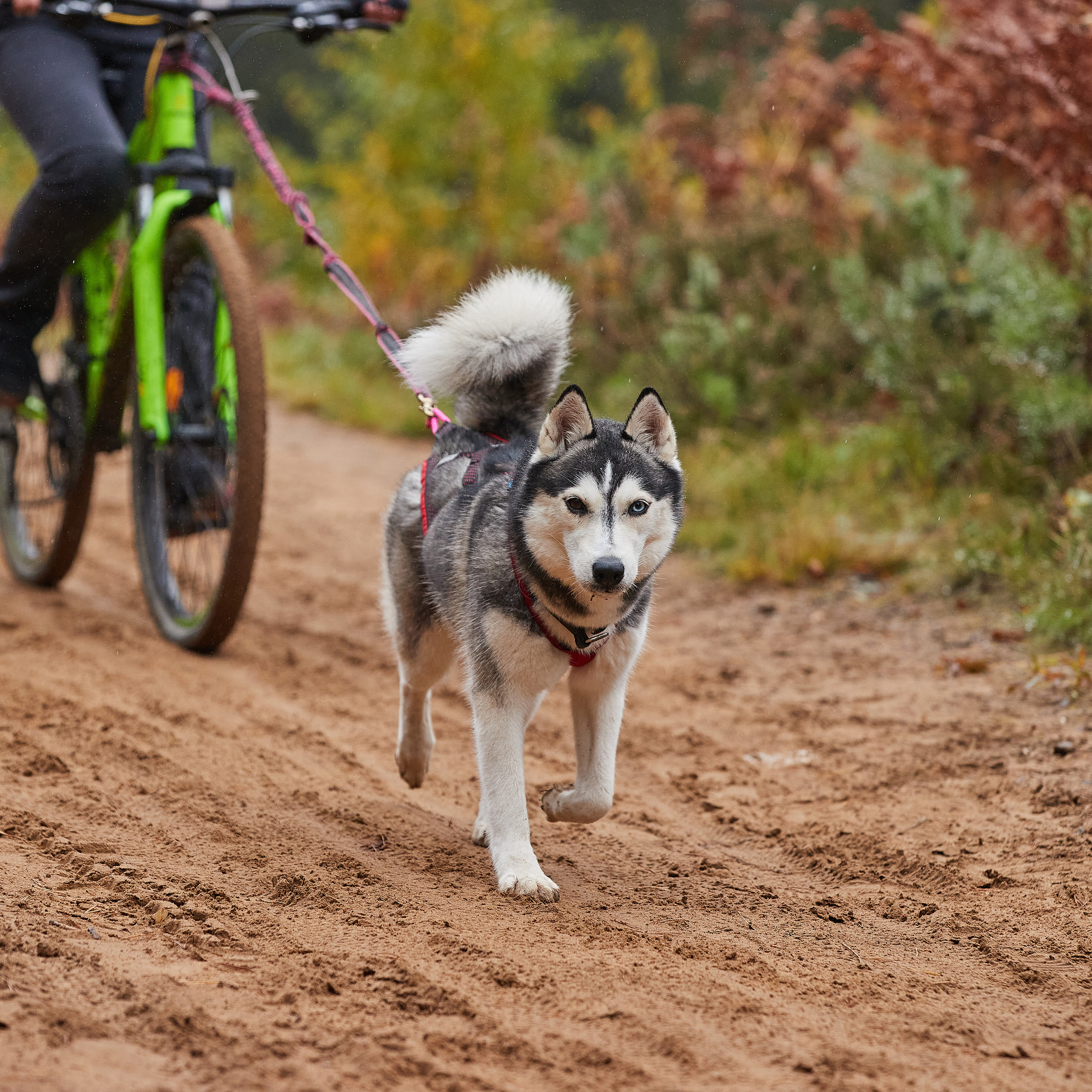 ЧЕМПИОНАТ РОССИИ РКФ 25–26 сентября 2021 г. ФОТОГРАФ-АНИМАЛИСТ l LANA POLYAKOVA