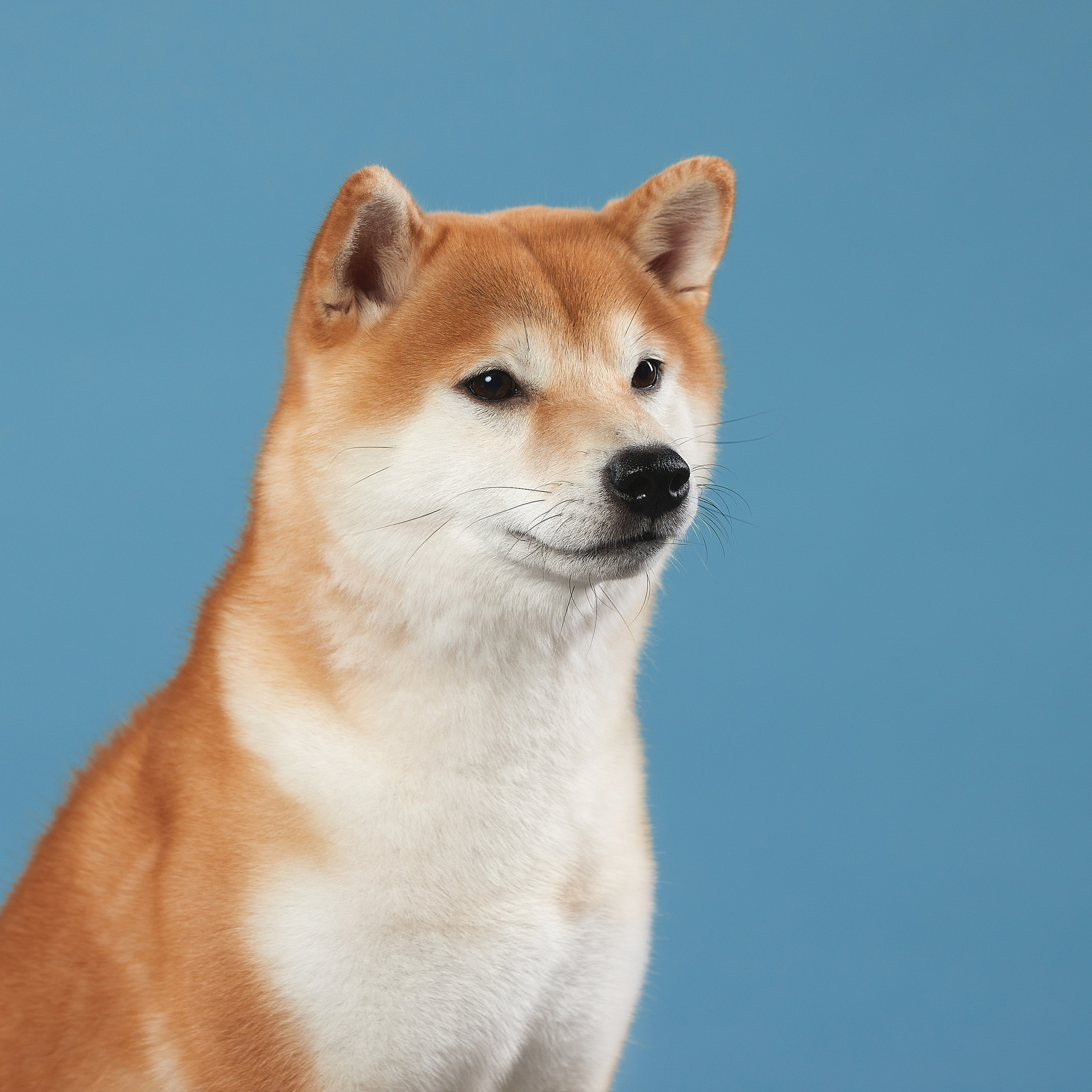 SHIOMARU WIZARD OF OZ