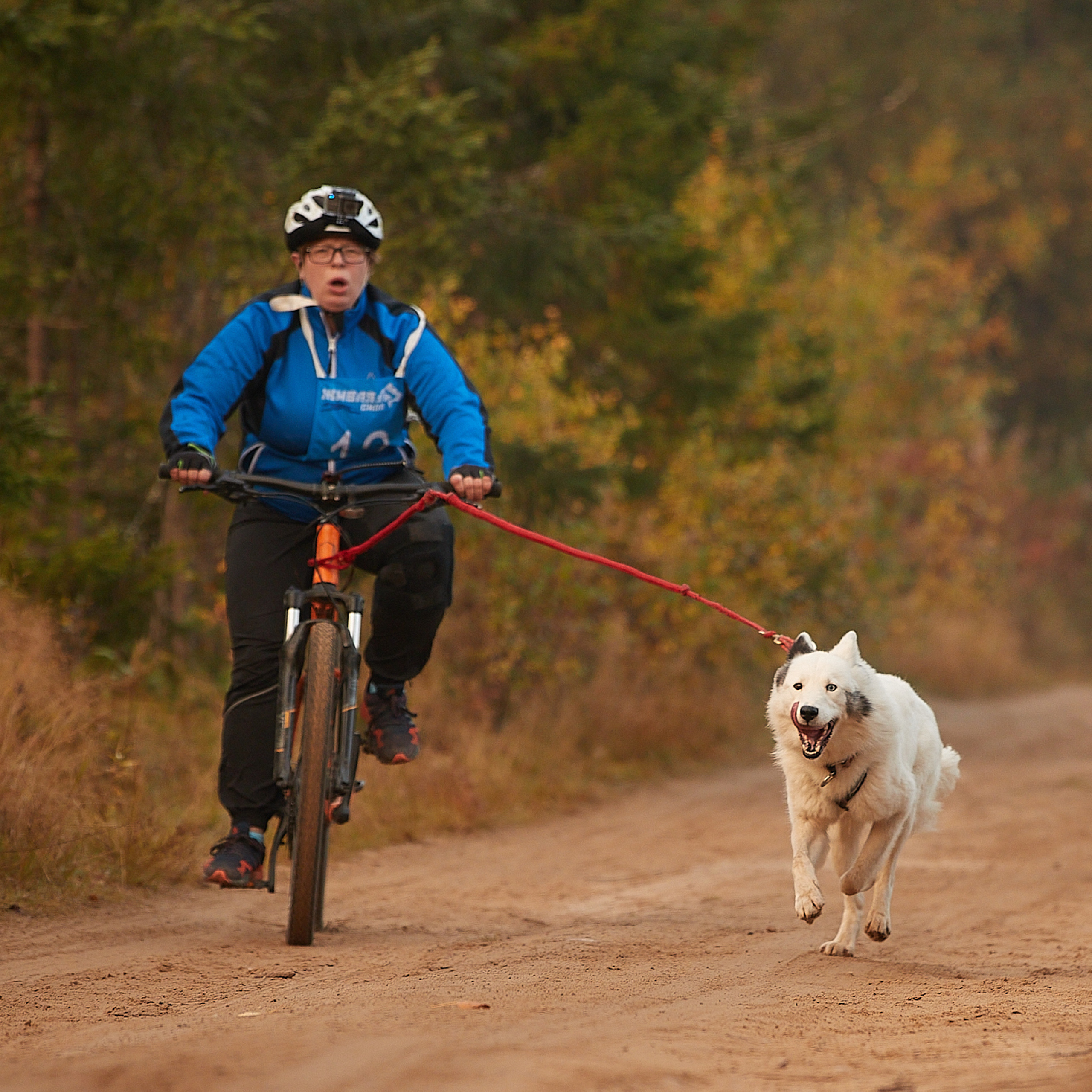 ЧЕМПИОНАТ РОССИИ РКФ 27 сентября 2020 г., 2й день. ФОТОГРАФ-АНИМАЛИСТ l LANA POLYAKOVA