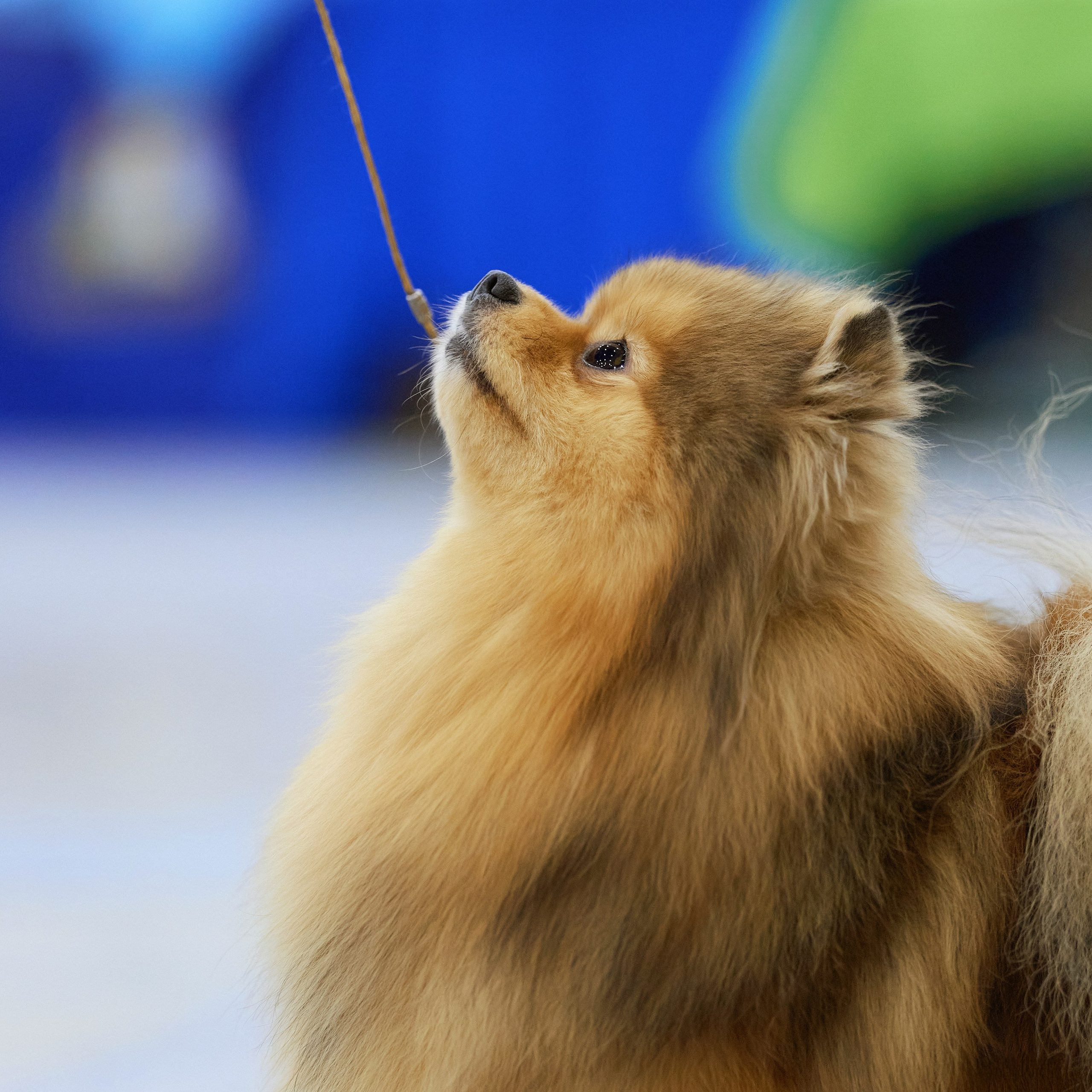 ВЫСТАВКА СОБАК С ОСОБЫМ СТАТУСОМ «НЕВСКИЙ ПОБЕДИТЕЛЬ» 12-13-14.12.2025. ФОТОГРАФ-АНИМАЛИСТ l LANA POLYAKOVA