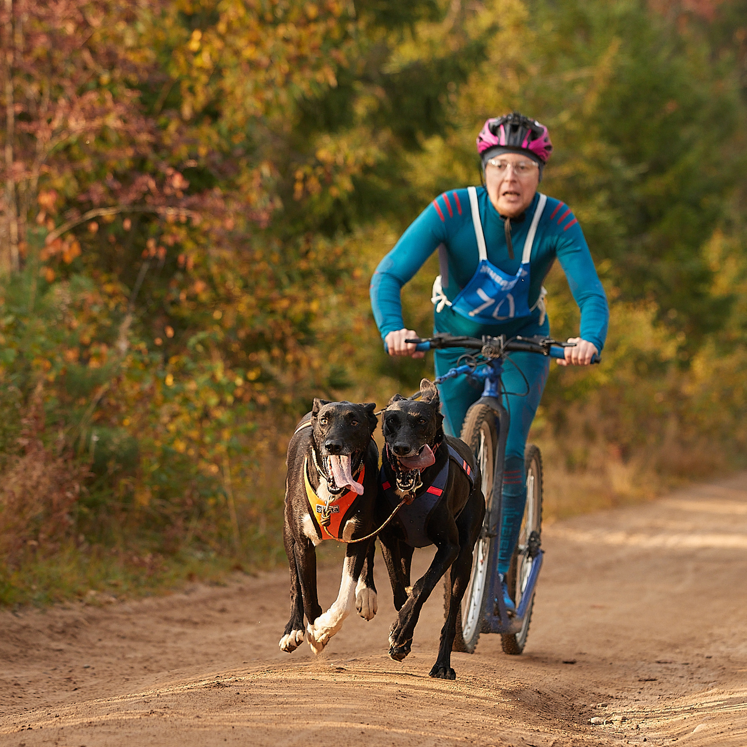 ЧЕМПИОНАТ РОССИИ РКФ 27 сентября 2020 г., 2й день. ФОТОГРАФ-АНИМАЛИСТ l LANA POLYAKOVA