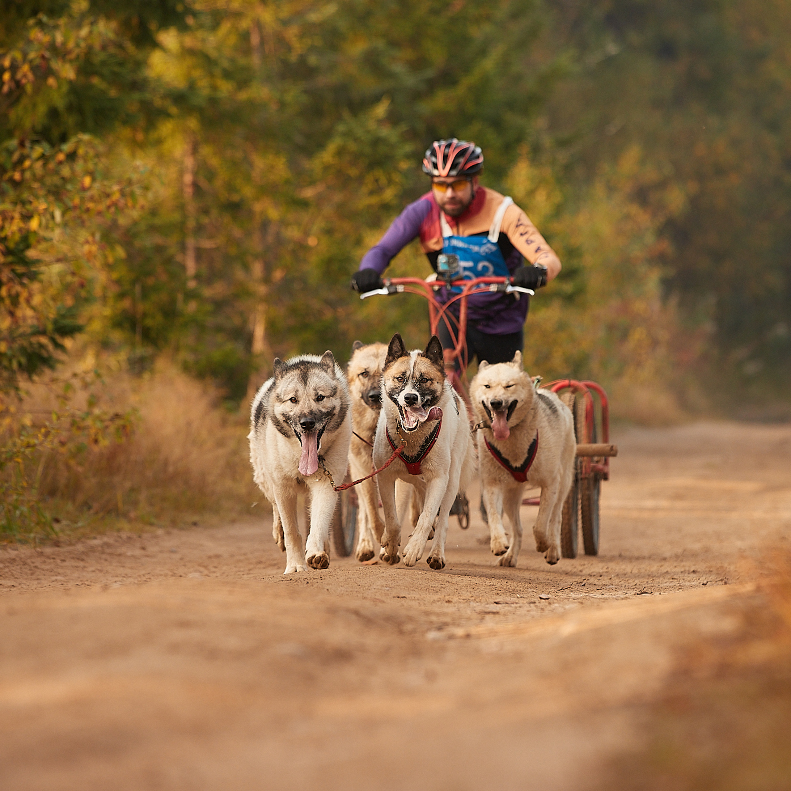 ЧЕМПИОНАТ РОССИИ РКФ 27 сентября 2020 г., 2й день. ФОТОГРАФ-АНИМАЛИСТ l LANA POLYAKOVA