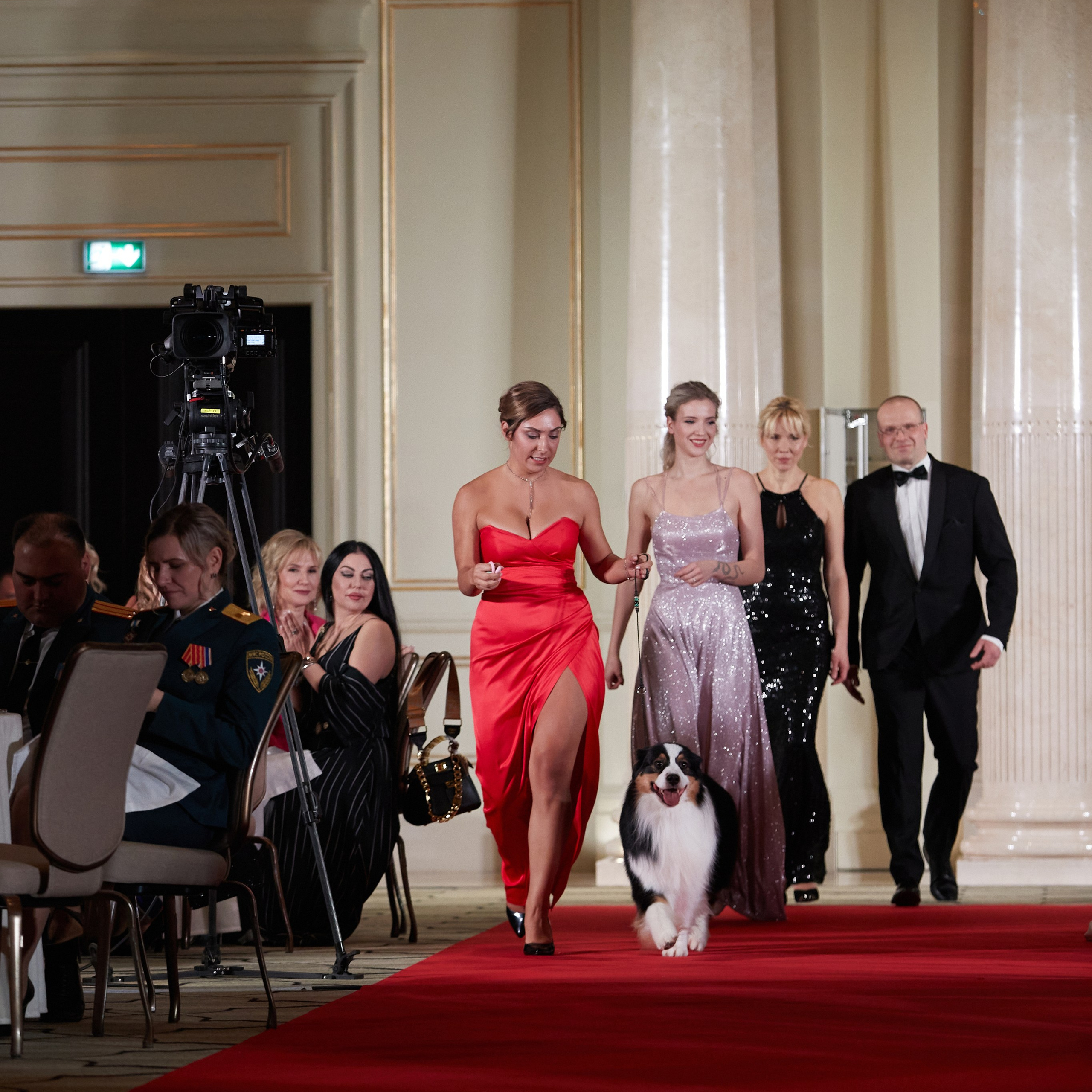 Репортаж с церемонии «BEST RUSSIAN DOG 2023». ФОТОГРАФ-АНИМАЛИСТ l LANA POLYAKOVA