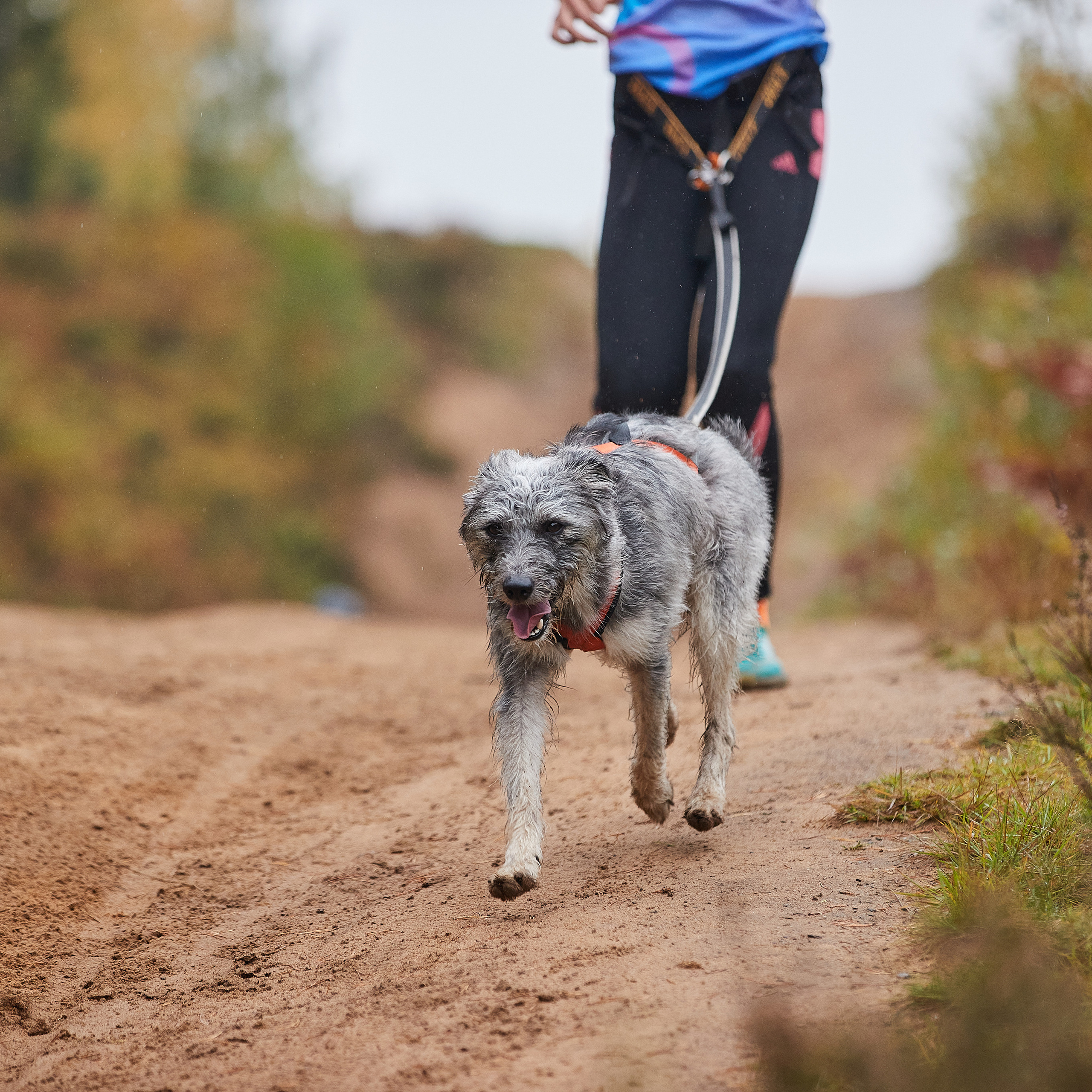 ЧЕМПИОНАТ РОССИИ РКФ 25–26 сентября 2021 г. ФОТОГРАФ-АНИМАЛИСТ l LANA POLYAKOVA