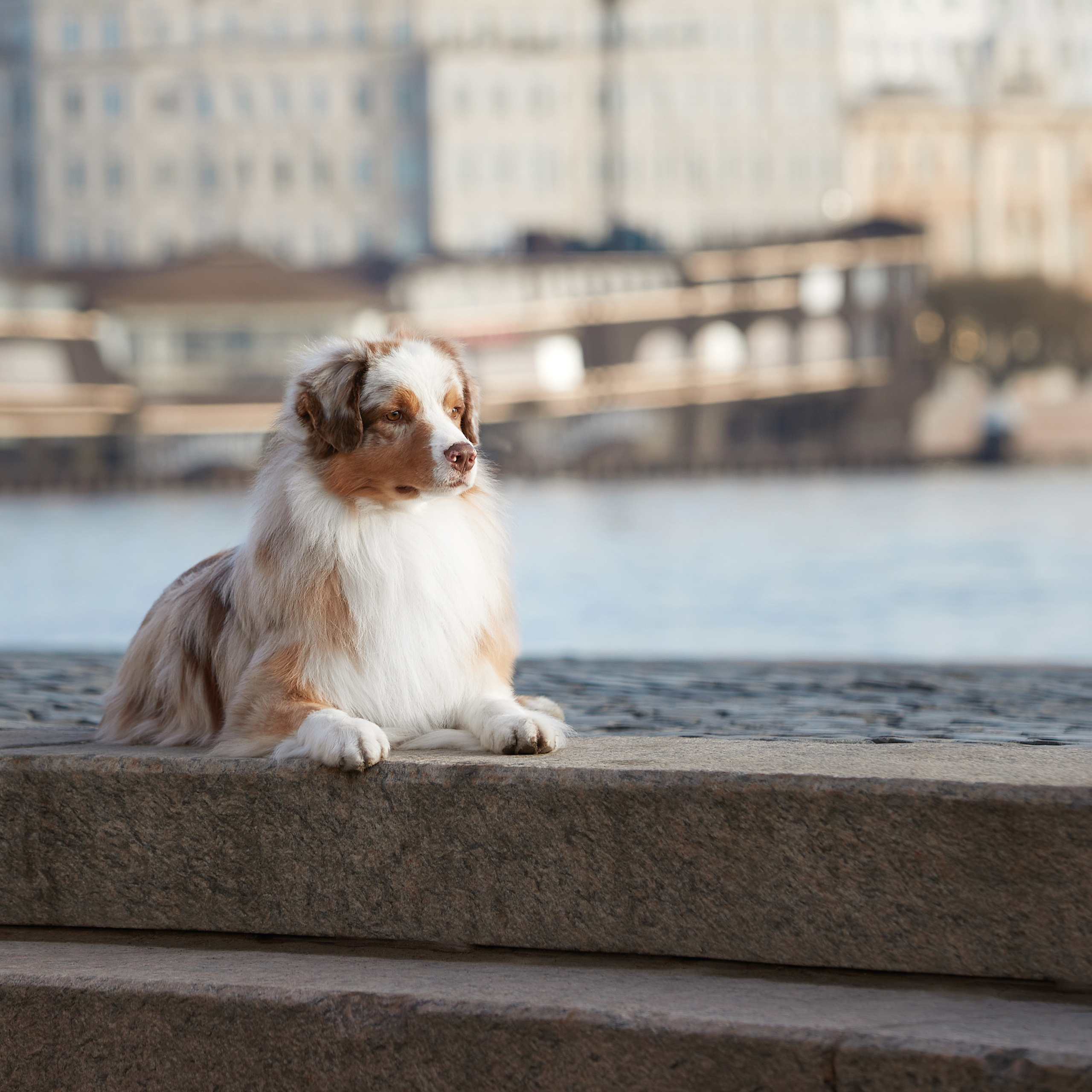 Большая рассветно-закатная съемка. ФОТОГРАФ-АНИМАЛИСТ l LANA POLYAKOVA