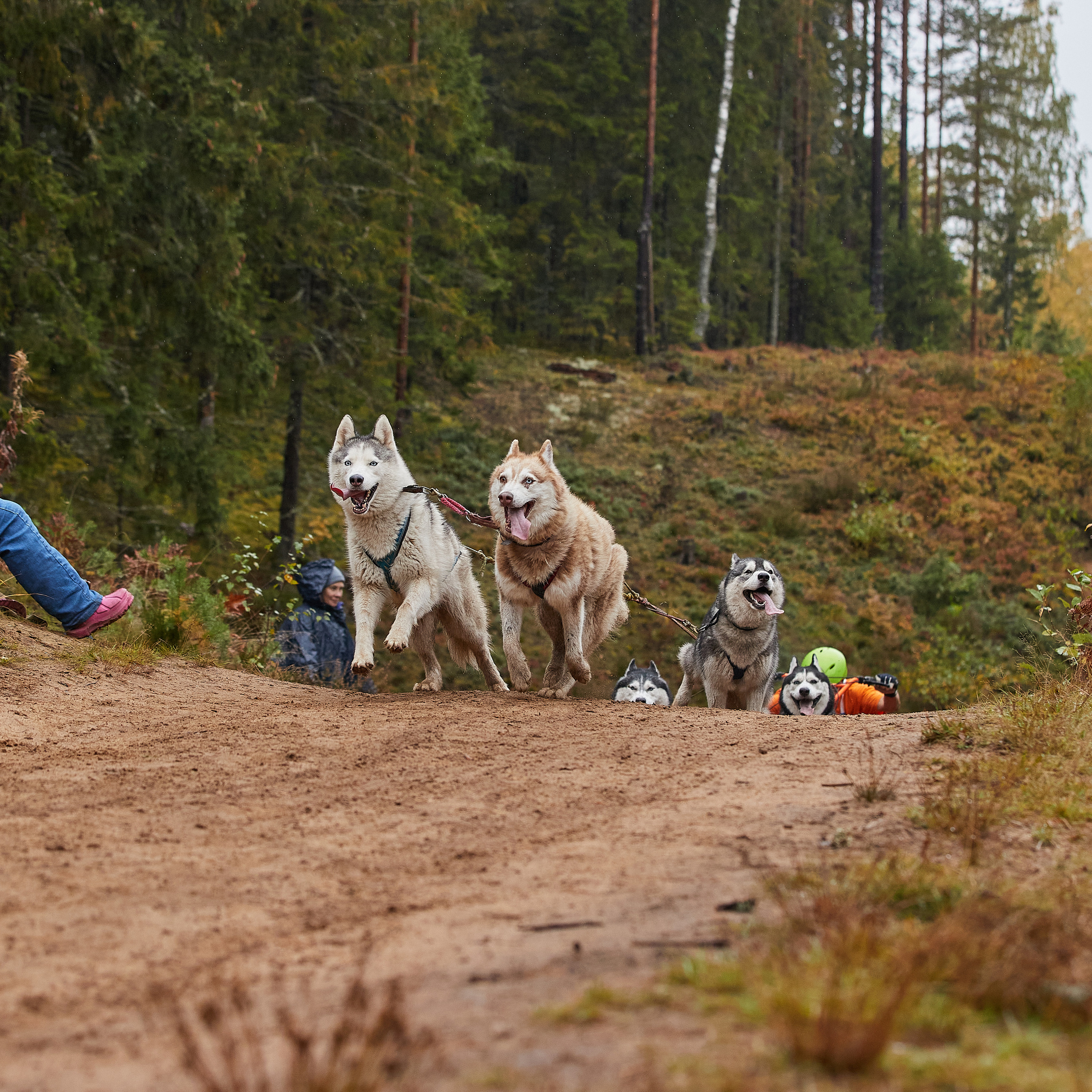 ЧЕМПИОНАТ РОССИИ РКФ 25–26 сентября 2021 г. ФОТОГРАФ-АНИМАЛИСТ l LANA POLYAKOVA