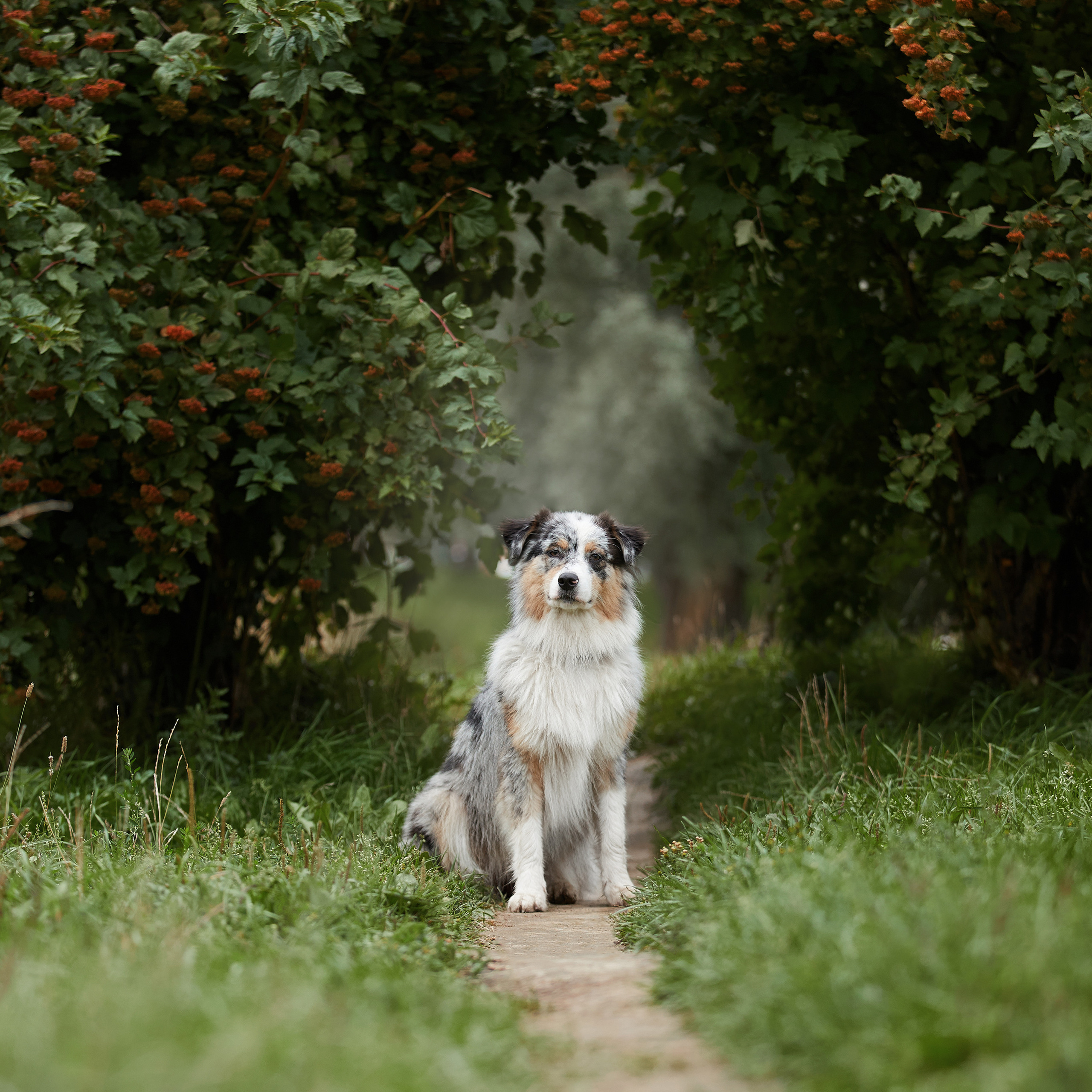 Айза на фотопрогулке. ФОТОГРАФ-АНИМАЛИСТ l LANA POLYAKOVA