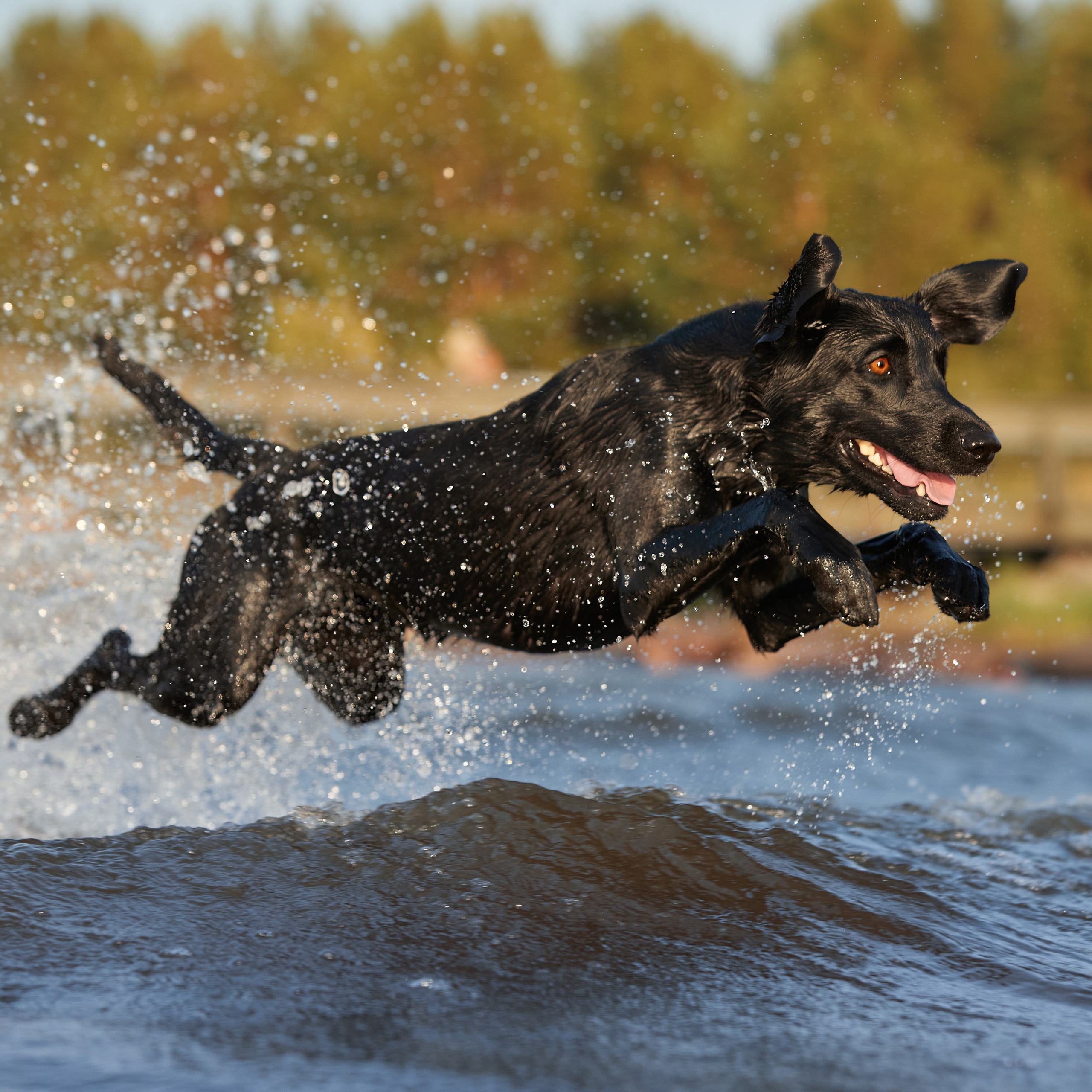 Фотопрогулка для Аджи. Вода!. ФОТОГРАФ-АНИМАЛИСТ l LANA POLYAKOVA