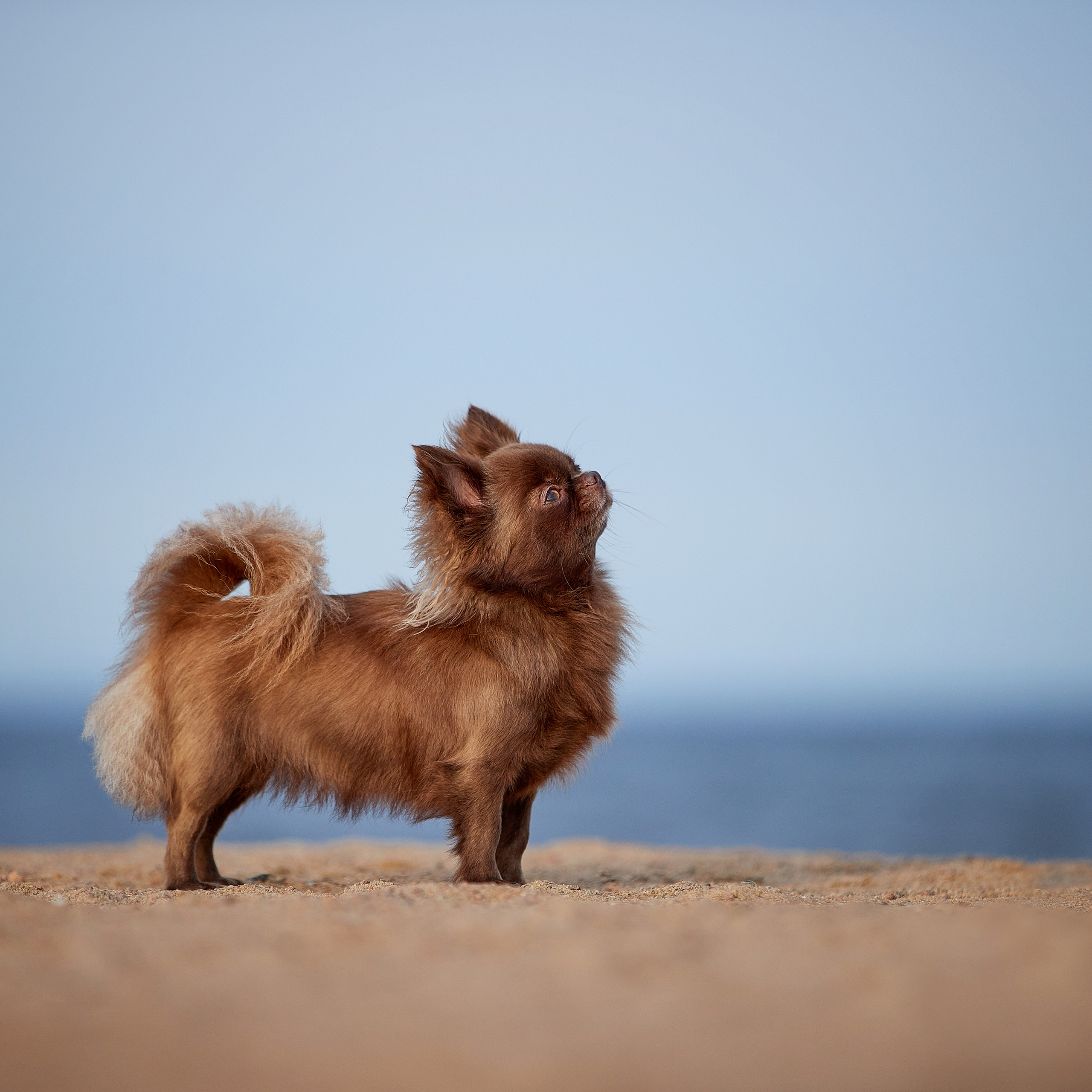 Ярик и компания. Фотопрогулка чихуа. ФОТОГРАФ-АНИМАЛИСТ l LANA POLYAKOVA