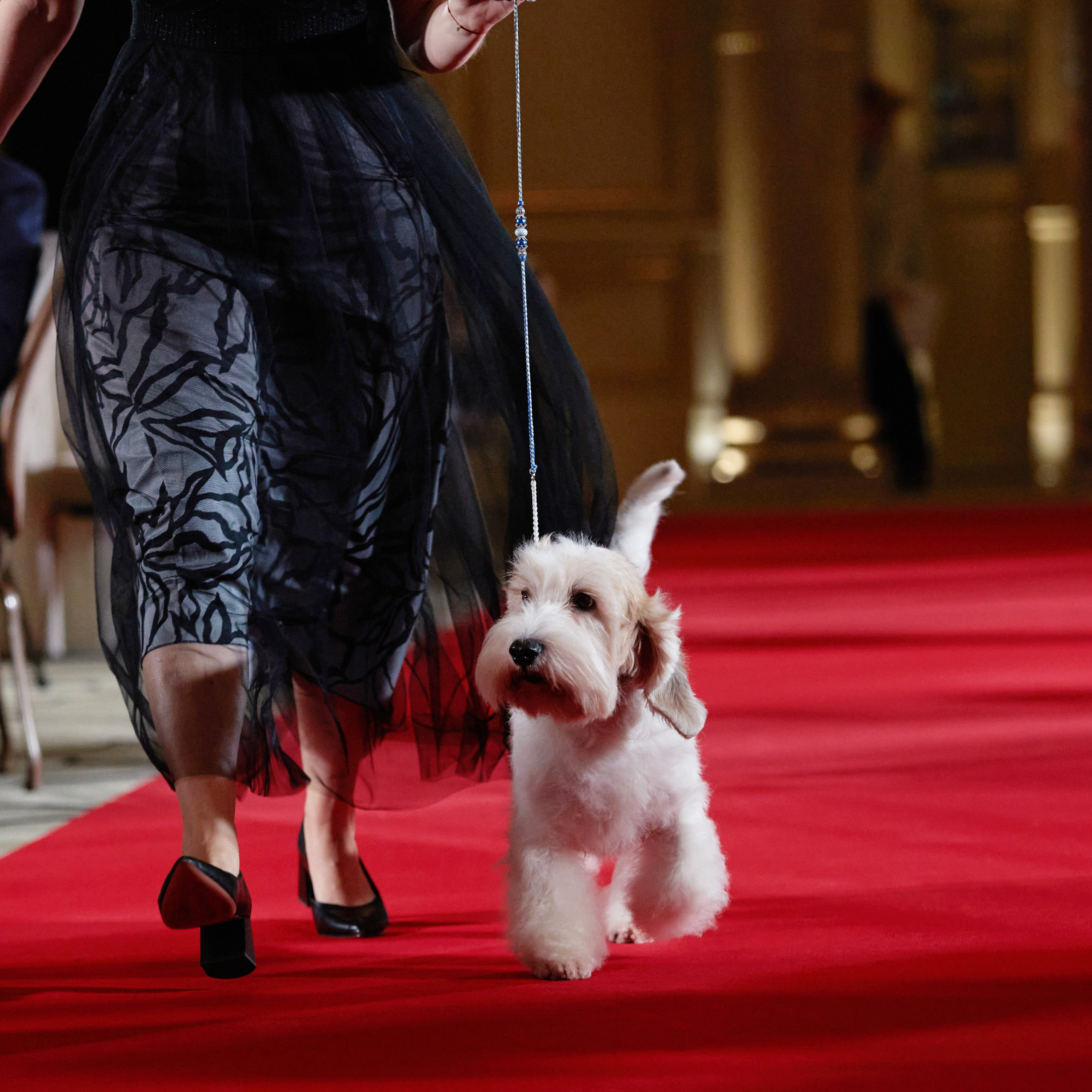 Репортаж с церемонии «BEST RUSSIAN DOG 2023». ФОТОГРАФ-АНИМАЛИСТ l LANA POLYAKOVA